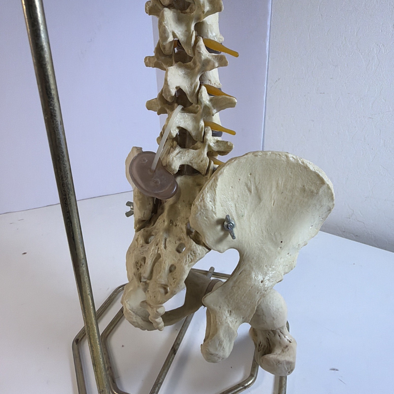 Vintage ORTHOFLEX Human Pelvis Vertebrae Skull Base Spinal Nerve Cord Spine