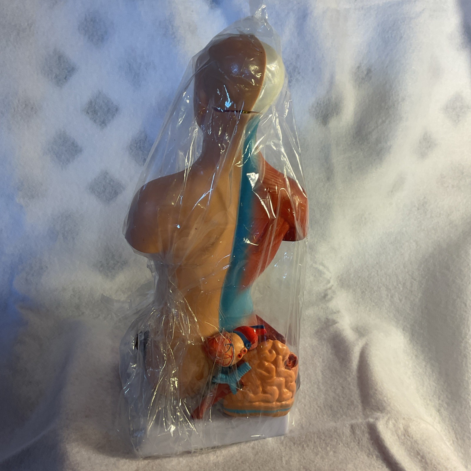 HORIZON Newest 2024 Human Anatomy Torso Model 10.5 Inch Anatomical Assembly of