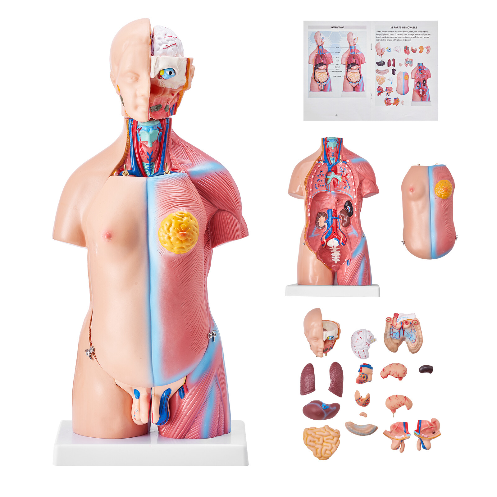 VEVOR Anatomical Human Torso Body Model Anatomy Internal Organ 18″ 23 Parts