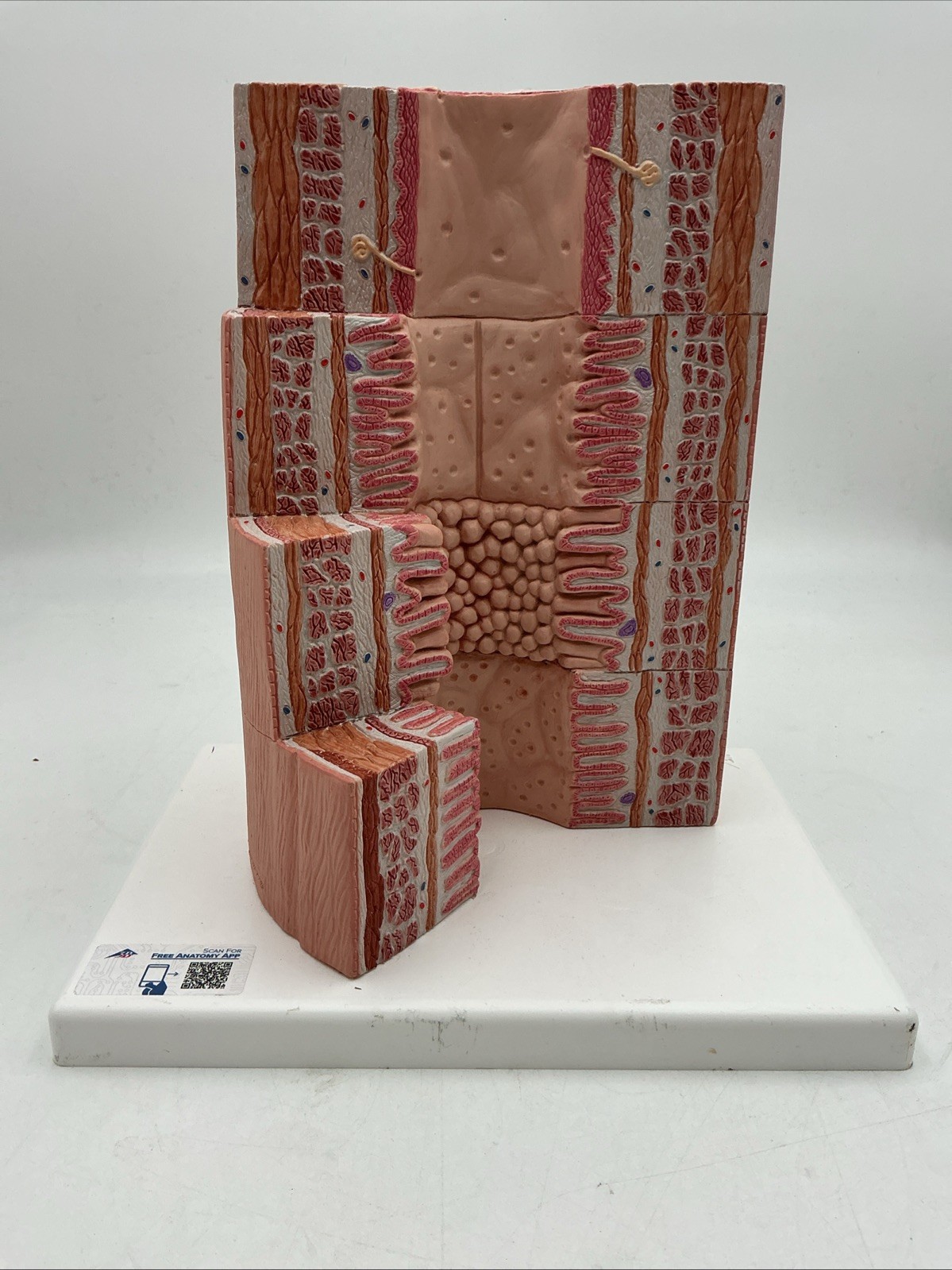 3B Scientific MICROanatomy Digestive System Model, 20-times Magnified – K23
