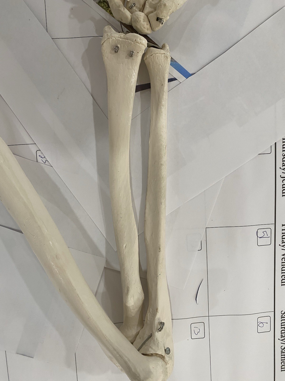 Human Arm Anatomical Skeleton Model with Elbow, and Hand Bones, Ulna, Radius