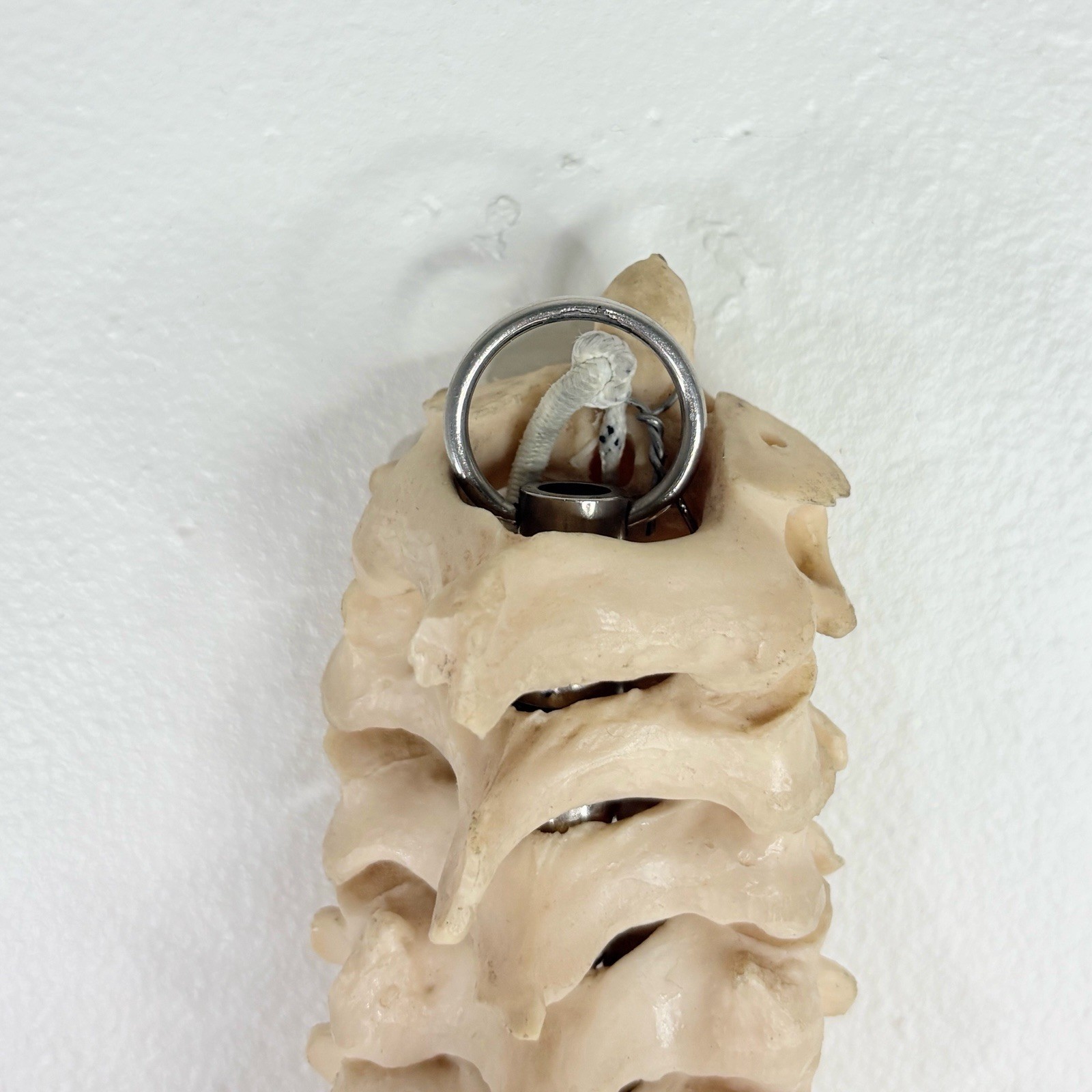 Vertebrae Human Spine and Pelvis Anatomical Model Science Medical