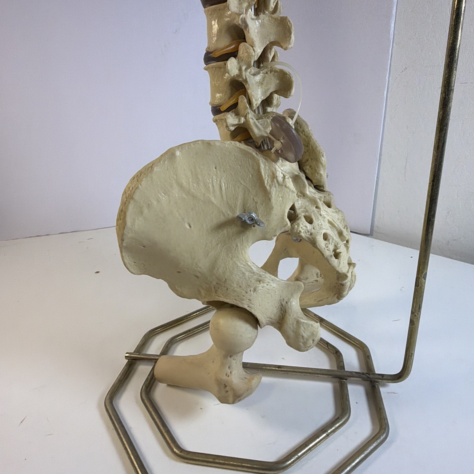 Vintage ORTHOFLEX Human Pelvis Vertebrae Skull Base Spinal Nerve Cord Spine