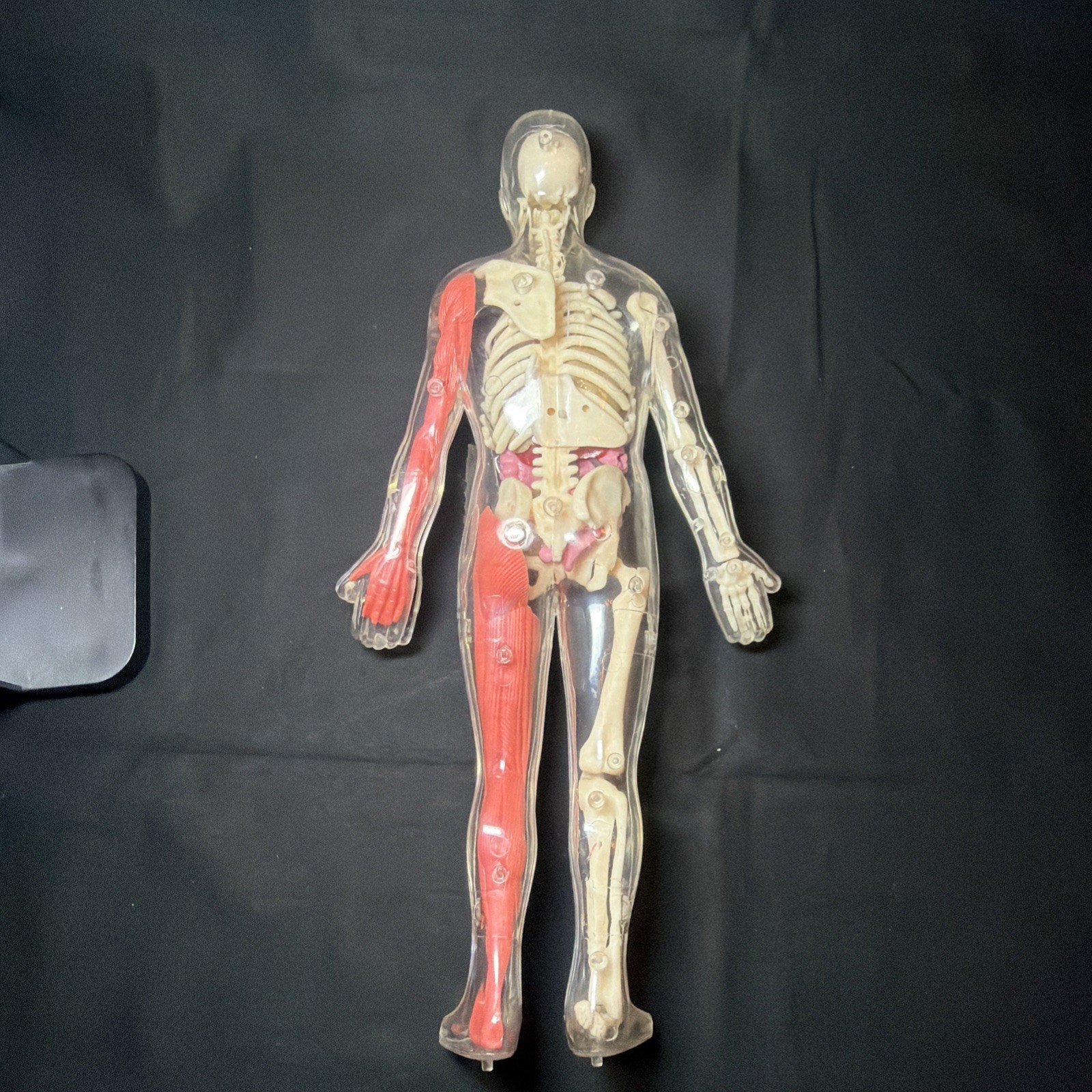 Vintage Human Body Model Anatomy Heart Brain Skeleton Muscles Lungs Student 13″