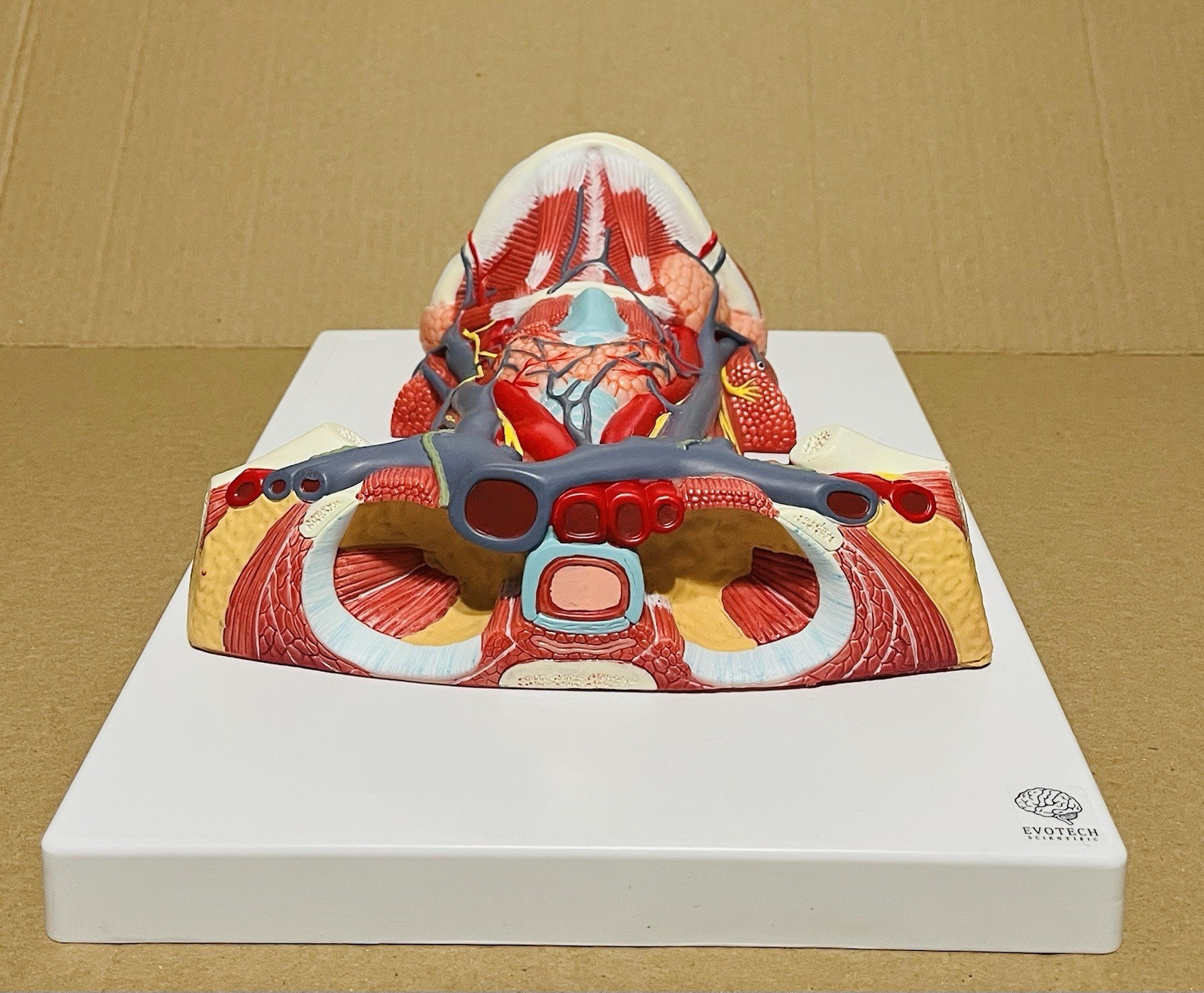 Anterior cervical muscle, neck muscle nerve, medical anatomical model