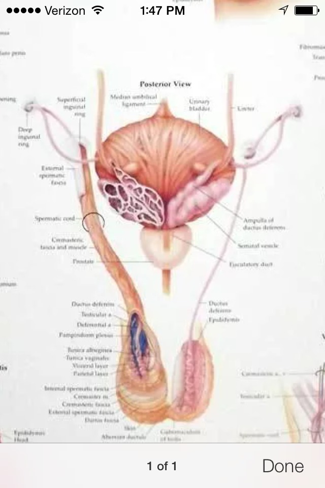Male Reproductive Wall Chart / Poster (…with Brass Grommets for Hanging)