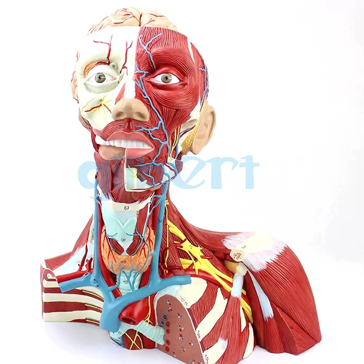 NEW PVC Human Cranial Cavity Head Neck and Thoracic Anatomy Model Medical School