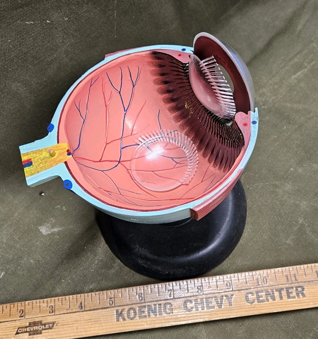 Human EYE Model Anatomy 7 Part Anatomical Eye Model w/ Base Doctor’s Office