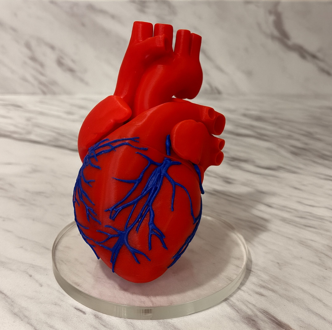 Human Heart Anatomical Model1:1Life Size 2-Part Educational Science Medical Tool