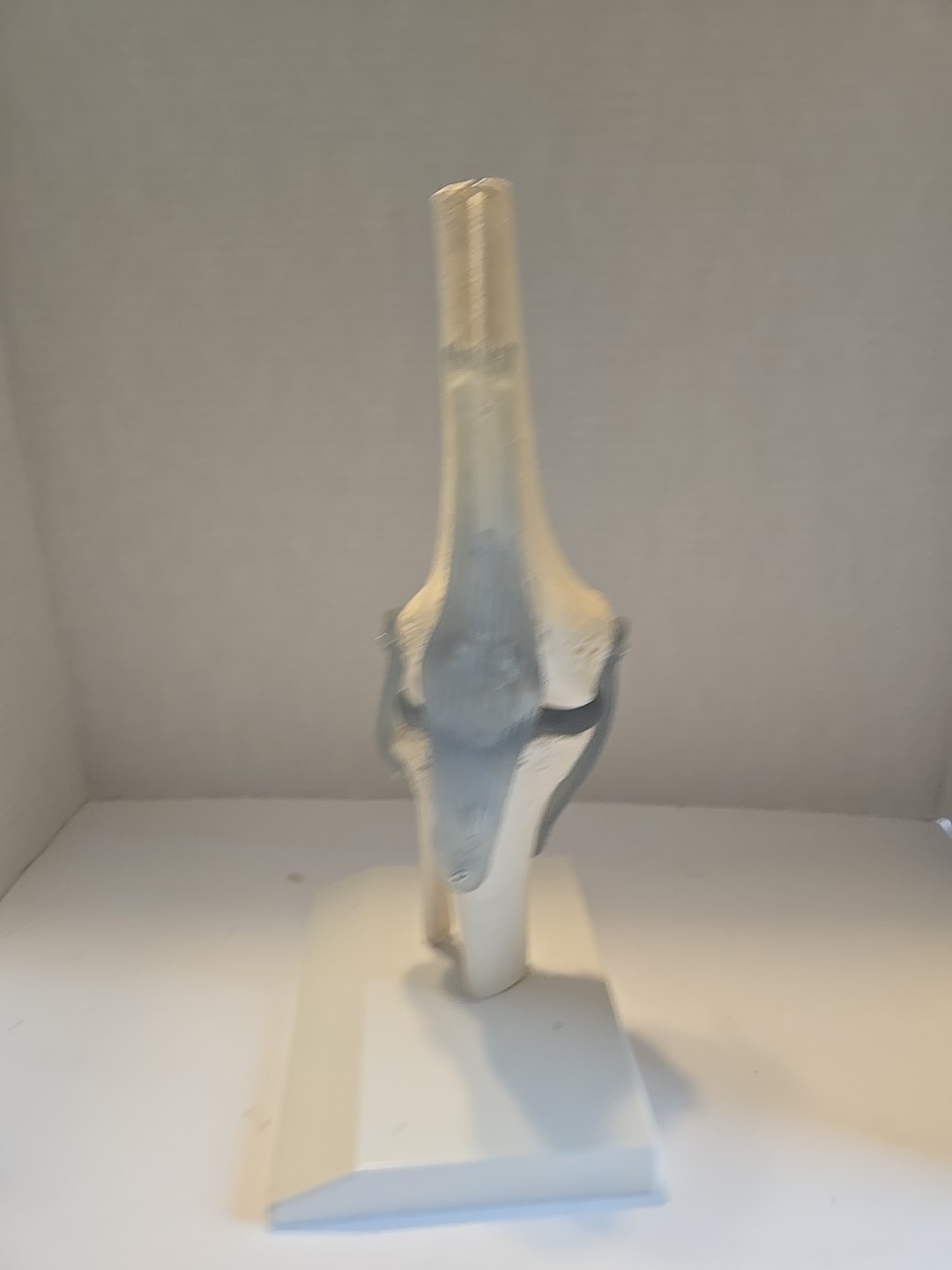 1:1 Life Size Knee Joint Anatomy Models Medical Anatomy Science Humans Skeleton