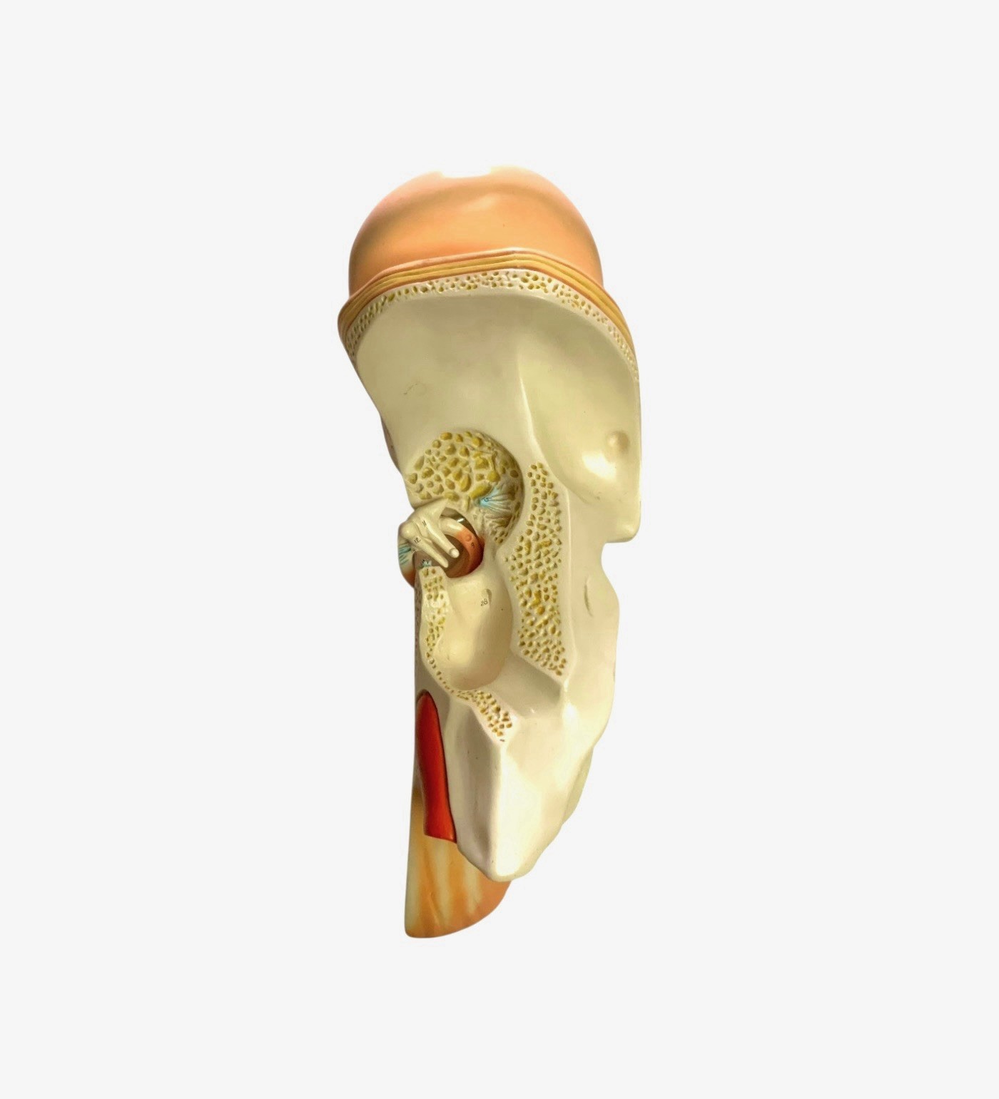 Ear Anatomy Model Signed Dated 1988 Science Medical Decor