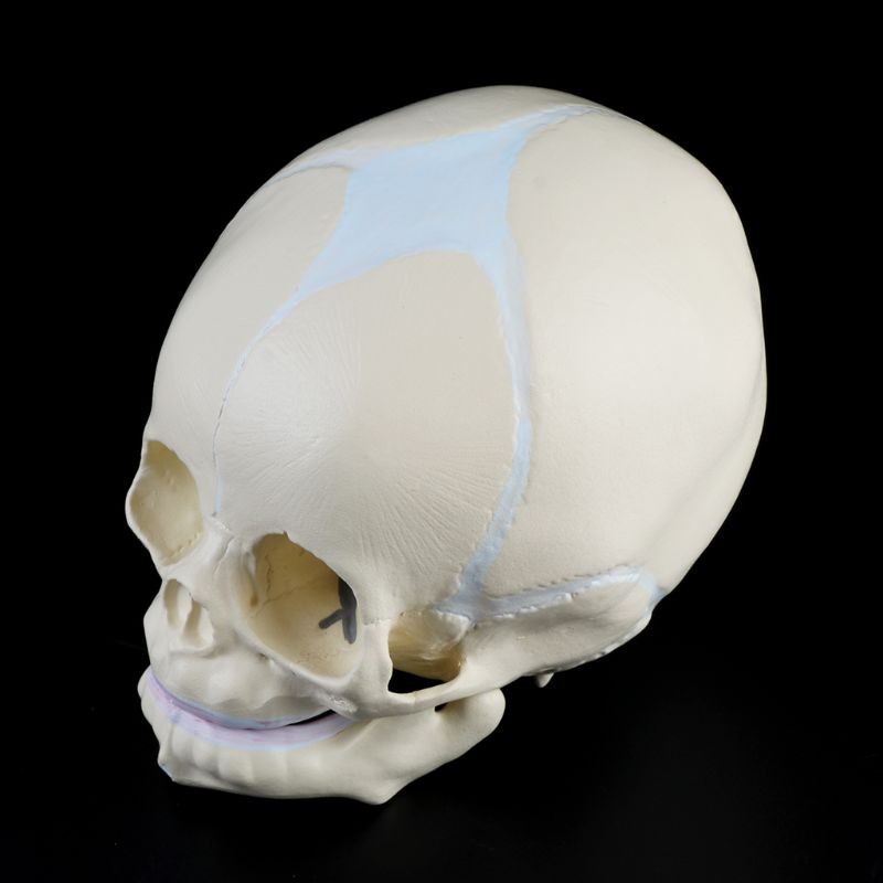 Life Size Baby Head Model Anatomical Baby Head Skull Model Baby Skeleton Model