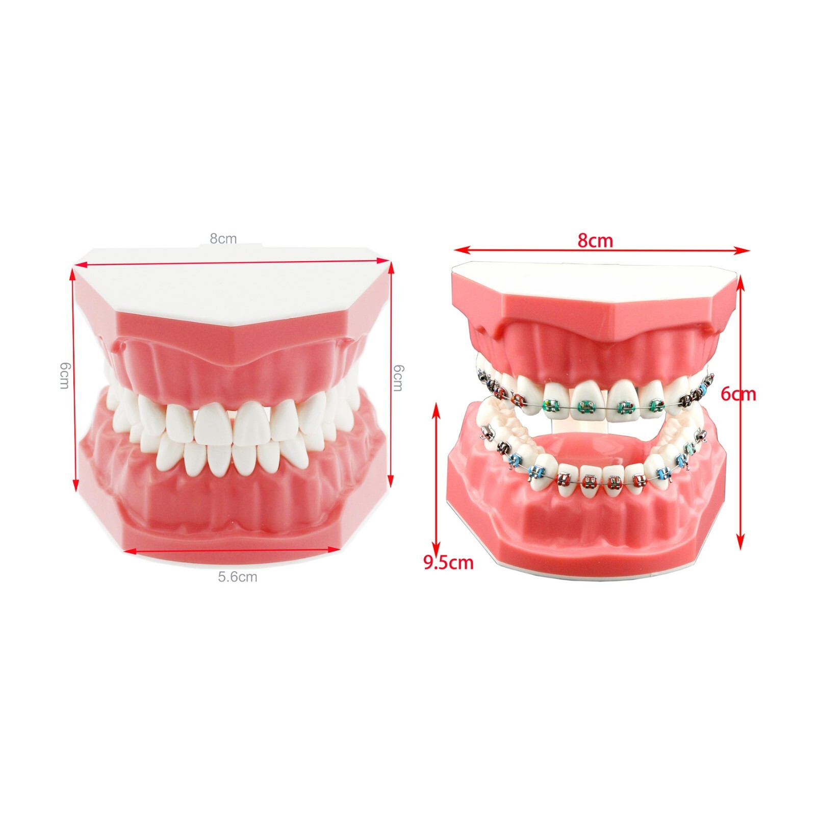 US Dental Typodont Orthodontic Teeth Model with Brackets For Brushing Practice