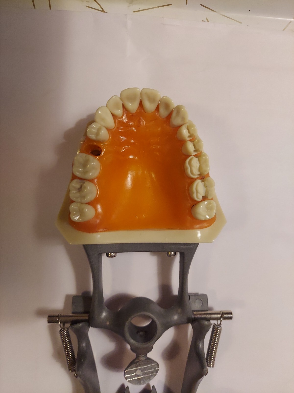 Halloween ? Dental Typodont Model with Removable Teeth R861/R862 (READ)