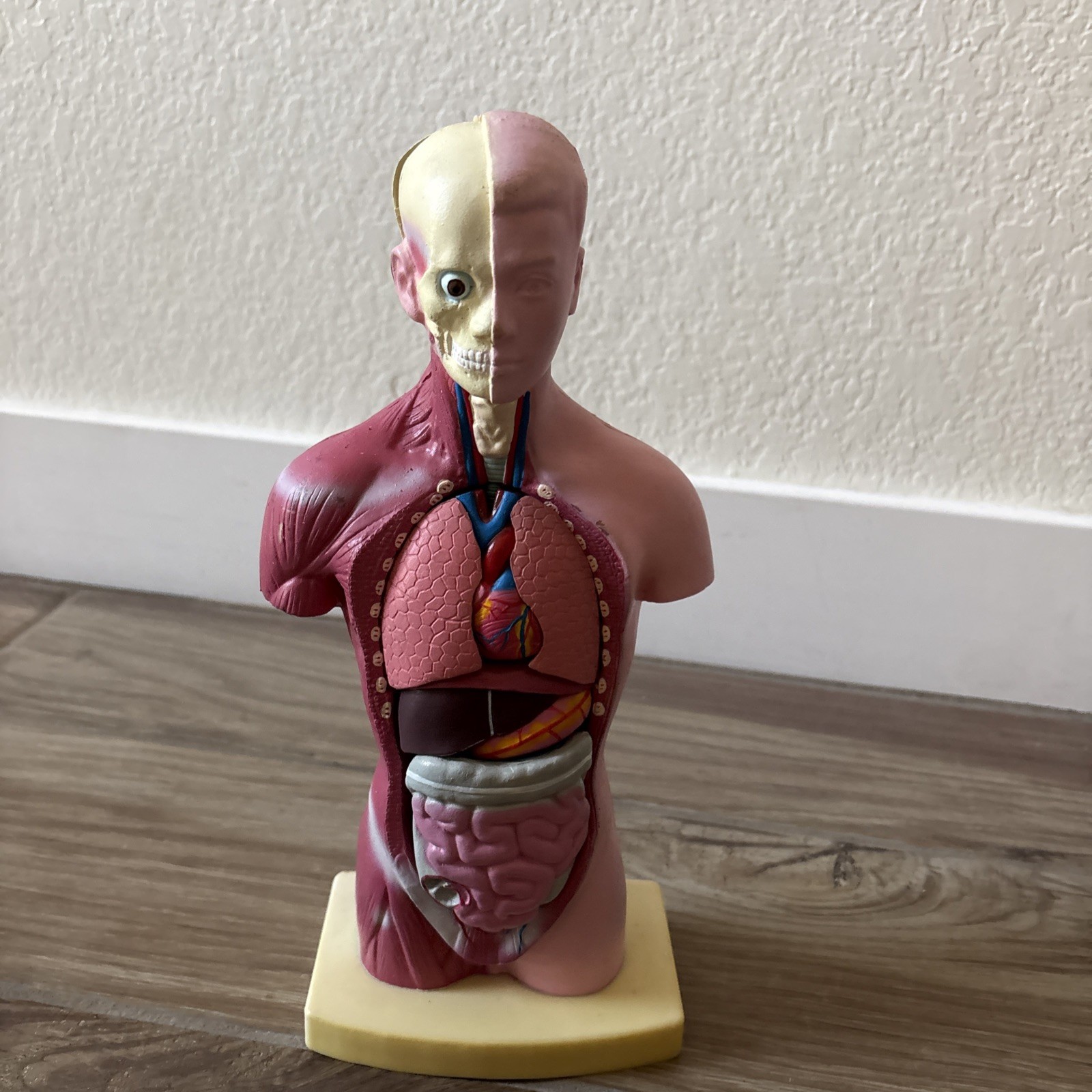 Medical Anatomical Human Torso Body Model Anatomy Internal Organ Teaching Mold