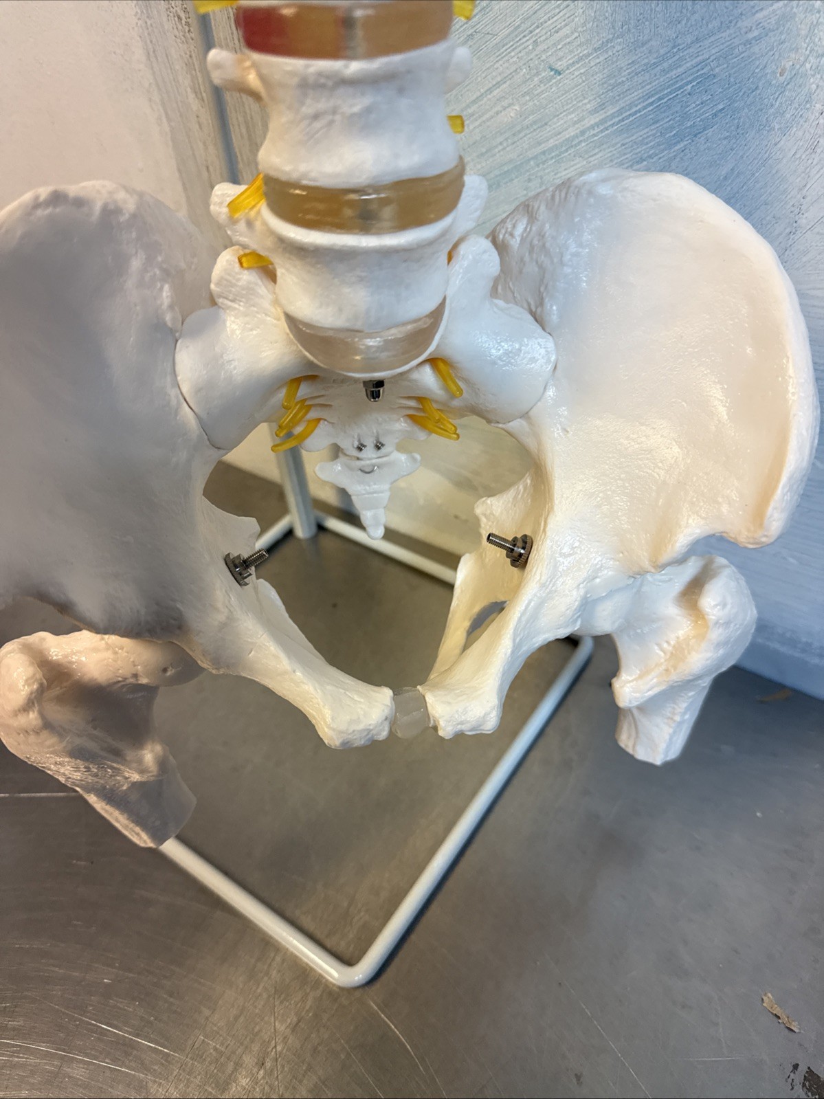 NEW HORIZON Scientific Spinal Cord Model,Skeleton Model -34″ Life Size Spinal…