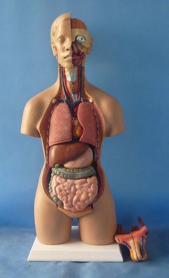 Human Torso 55cm Model Assembled Medical Human Anatomy Body Educational Science-