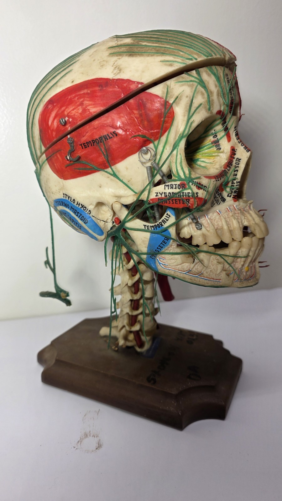 Antique Medical Plastic Lab Anatomical Science Human Skull Model Spring Mandible