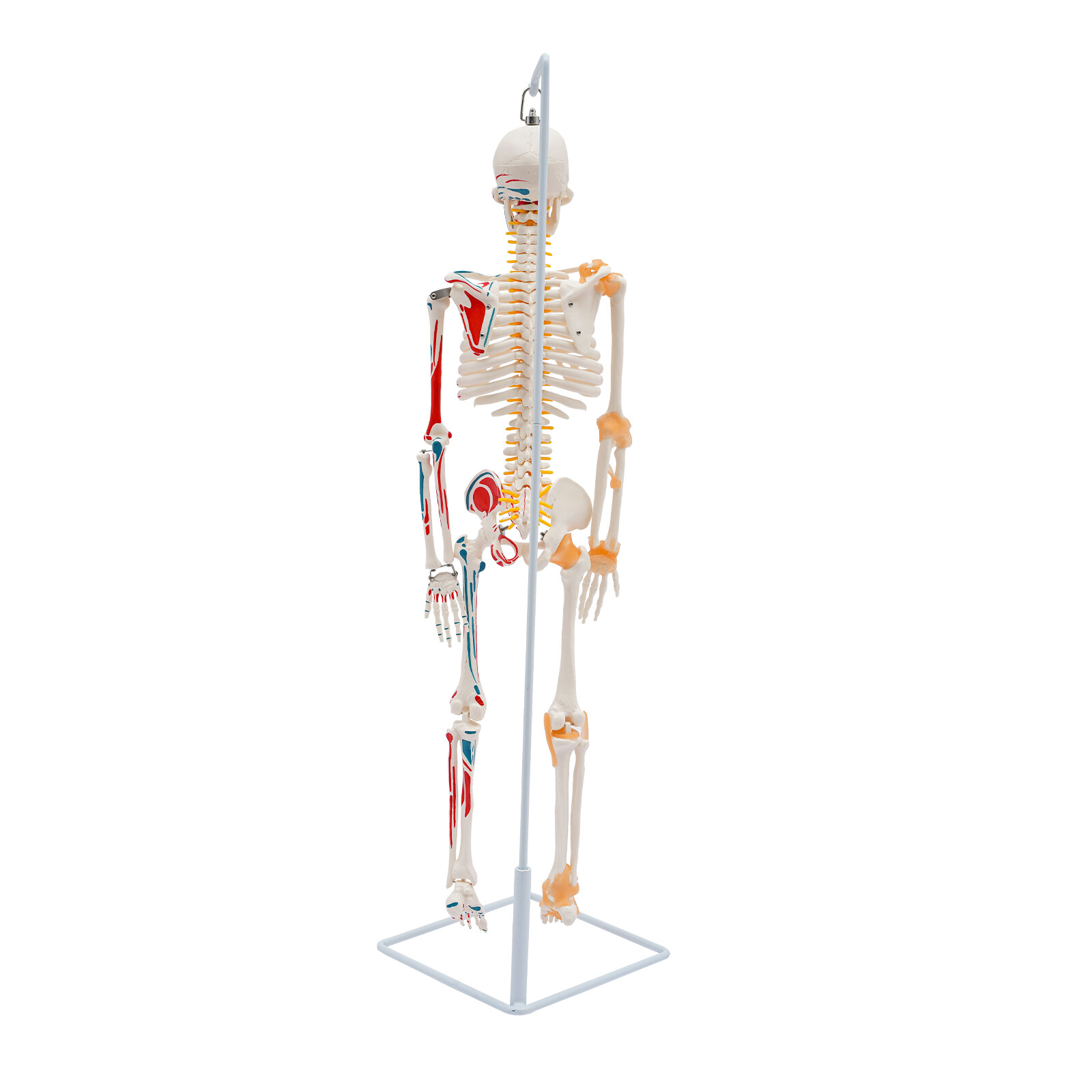 34″ Half Life Size Human Skeleton Model For Doctors’ Office or Anatomy Classroom