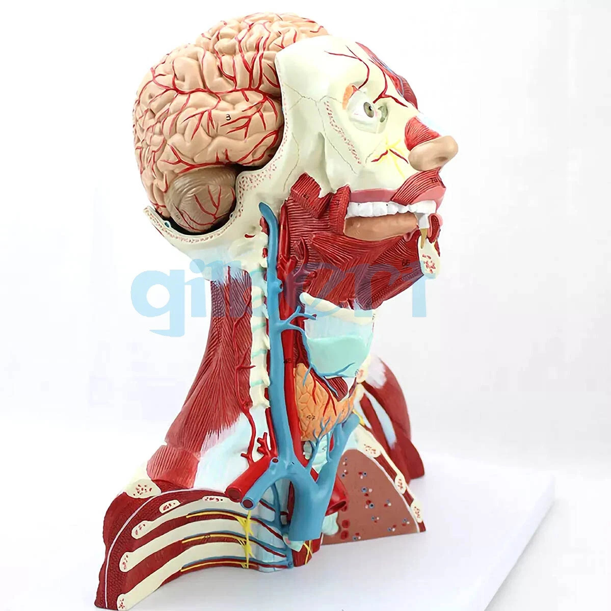 NEW PVC Human Cranial Cavity Head Neck and Thoracic Anatomy Model Medical School