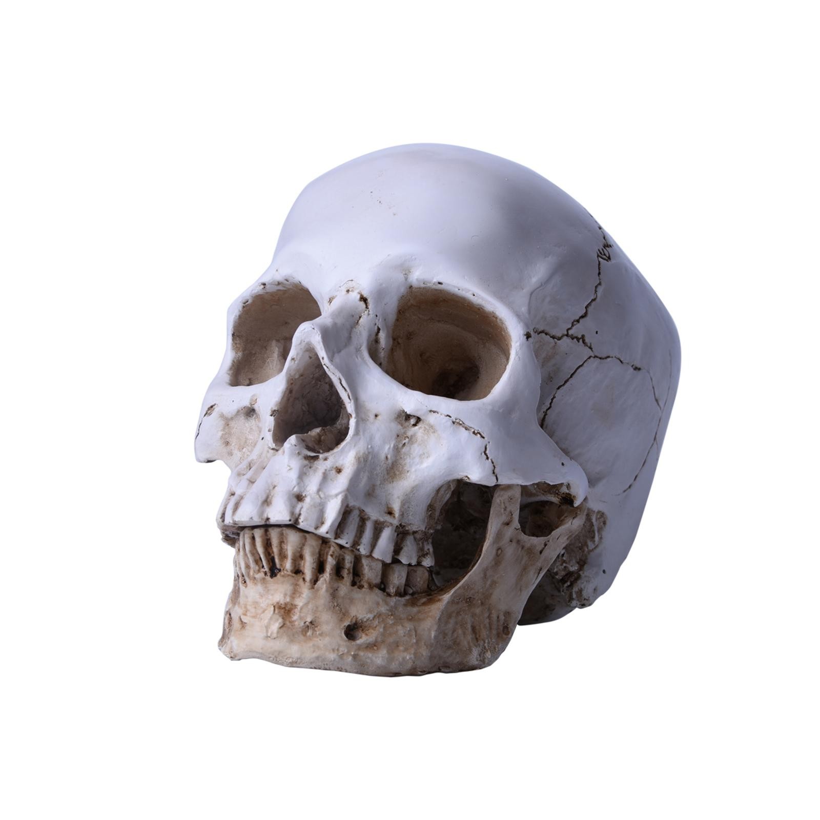 Lifesize Realistic Human Skull Replica Resin Model Anatomical Halloween Decor