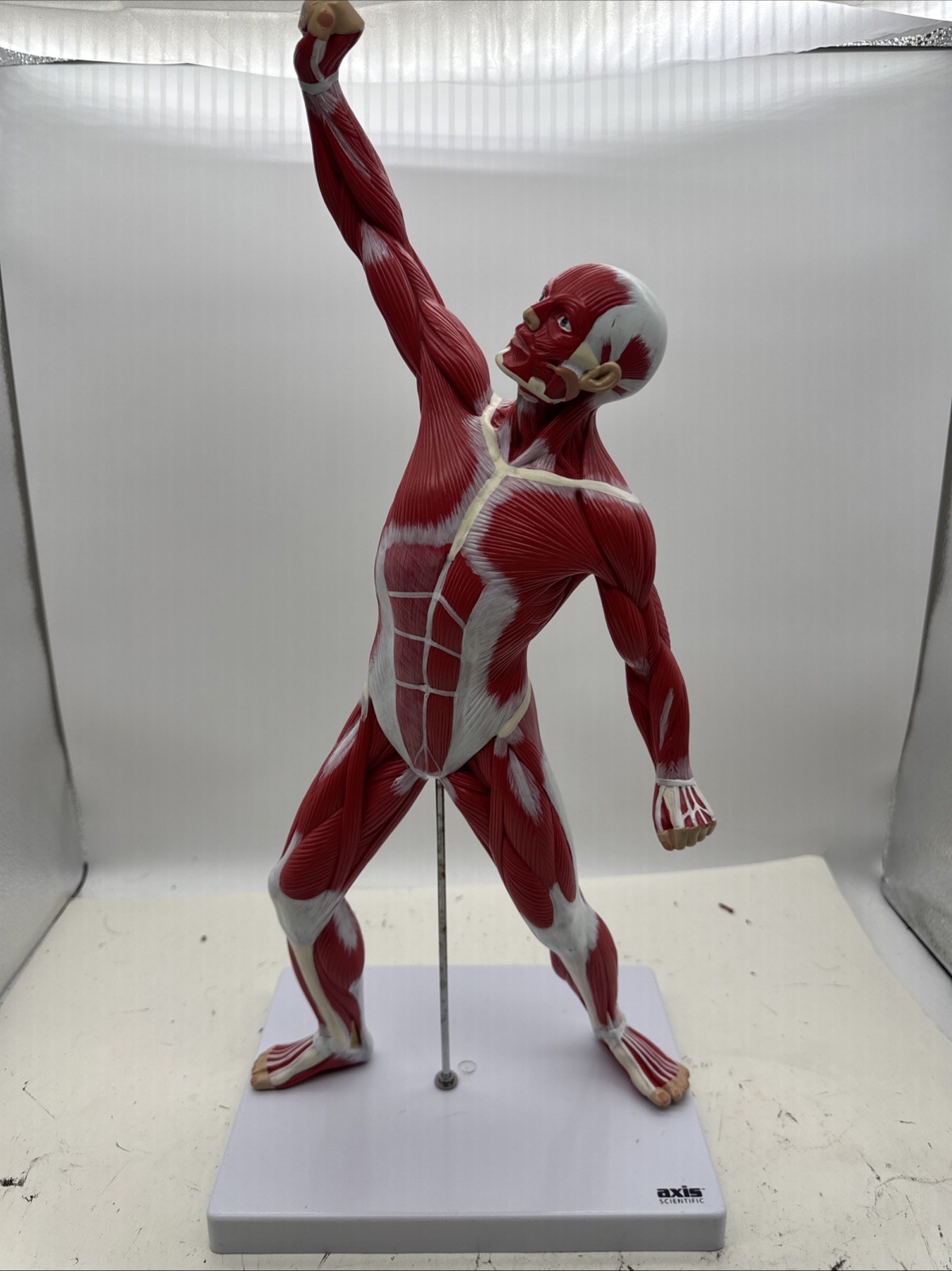 Wellden Muscular System Model, 20” Human Muscles Anatomy Axis Scientific (104)