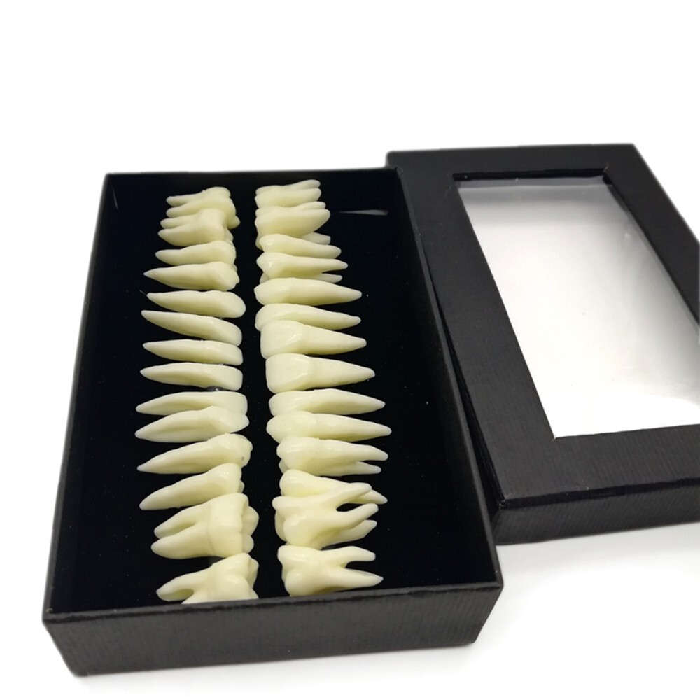 28PCS 1:1 Oral Permanent Teeth Demonstration Dental Resin Tooth Study Model Lab