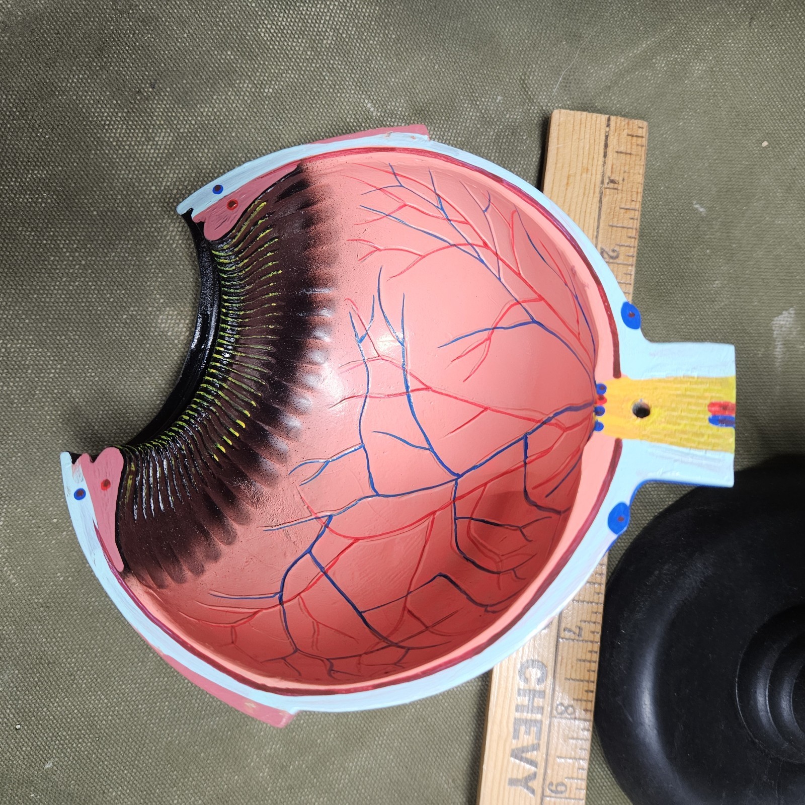 Human EYE Model Anatomy 7 Part Anatomical Eye Model w/ Base Doctor’s Office