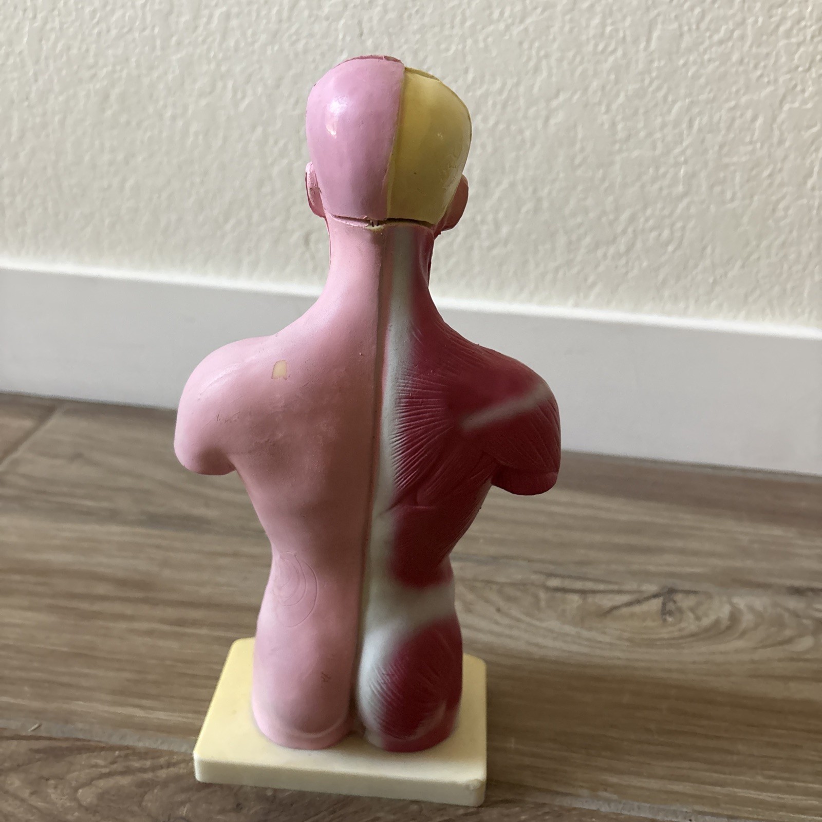 Medical Anatomical Human Torso Body Model Anatomy Internal Organ Teaching Mold