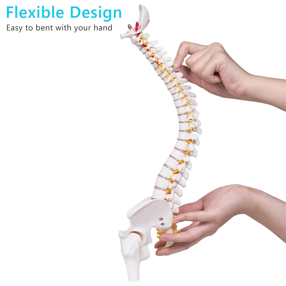 17.72 inch Human Spine with Pelvic Model Human Anatomical Anatomy Spine Model