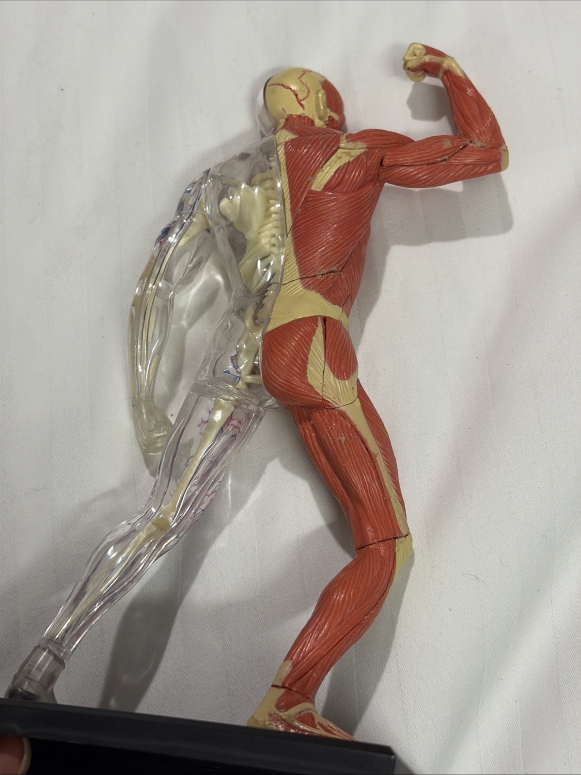 Human Muscles Anatomy Model Transparent Body Medical Model for Study Teaching