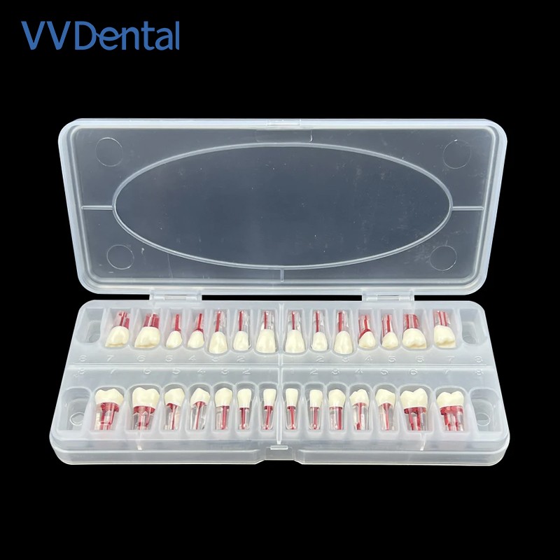 28Pcs/Set Dental Endo Root Canal Endodontic Teeth Teach Model Resin Study Tooth