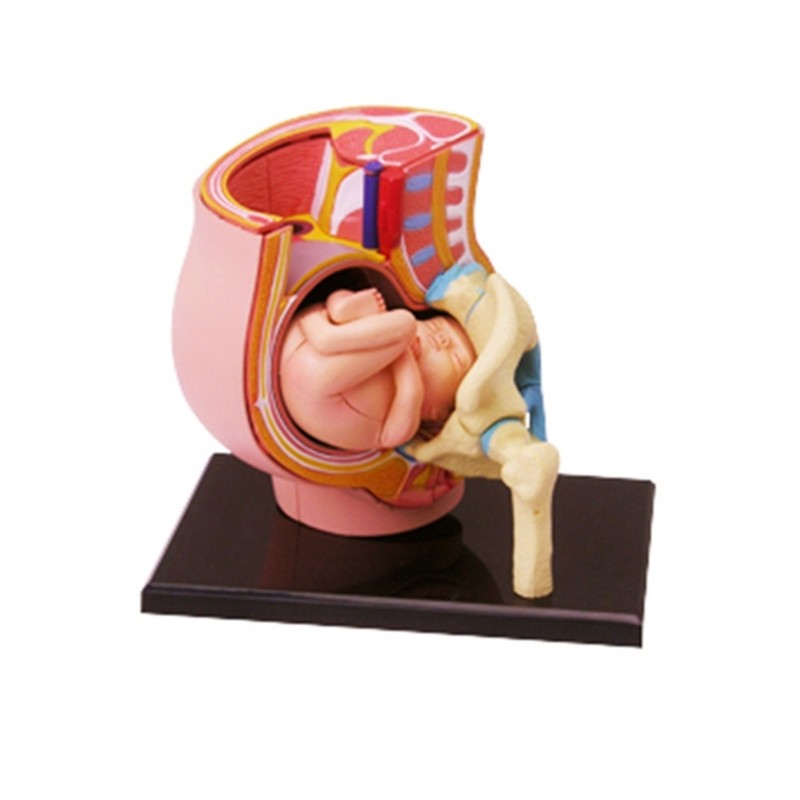 Human Pregnant Pelvis Section Model with Pregnancy 9 Months Baby Fetus Model