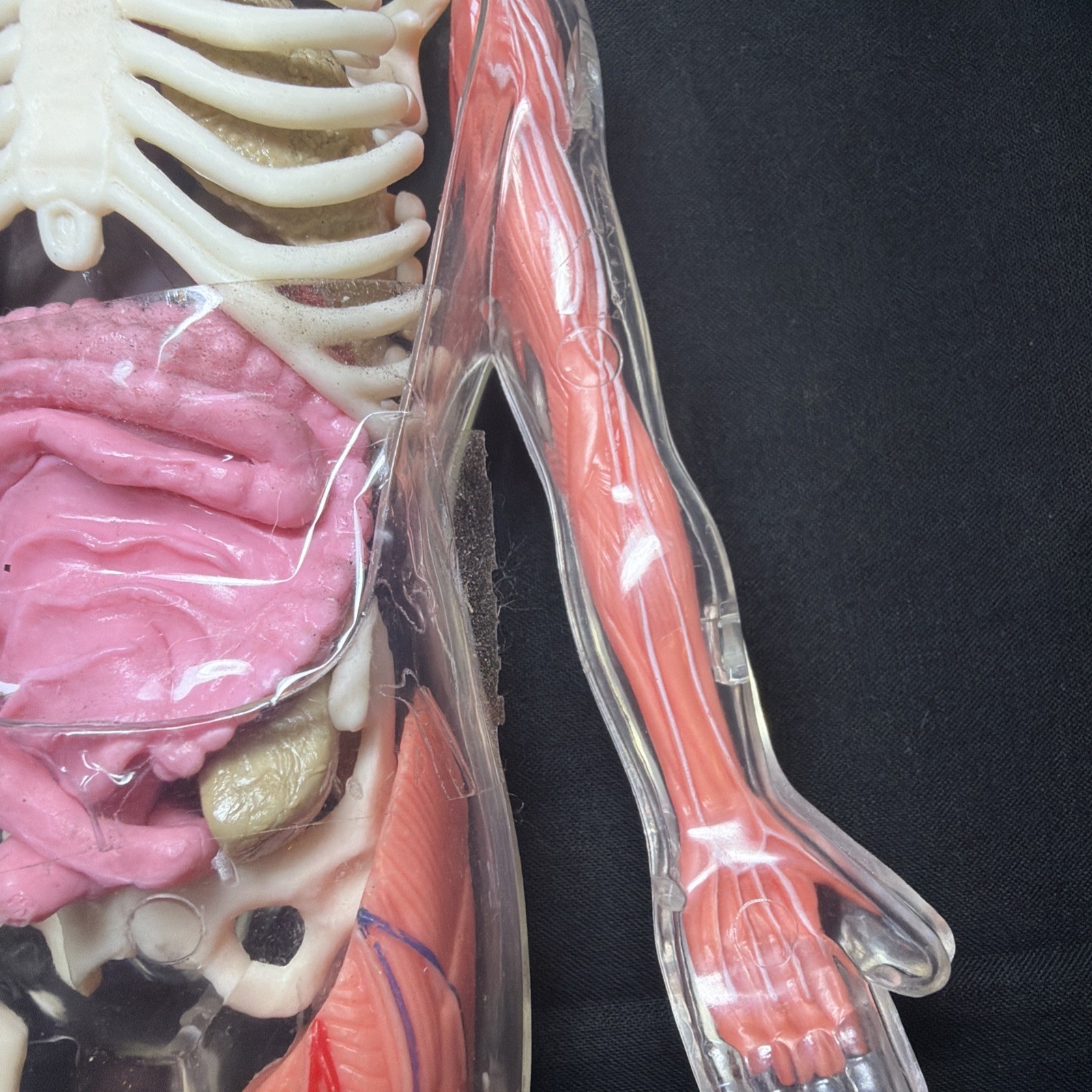 Vintage Human Body Model Anatomy Heart Brain Skeleton Muscles Lungs Student 13″