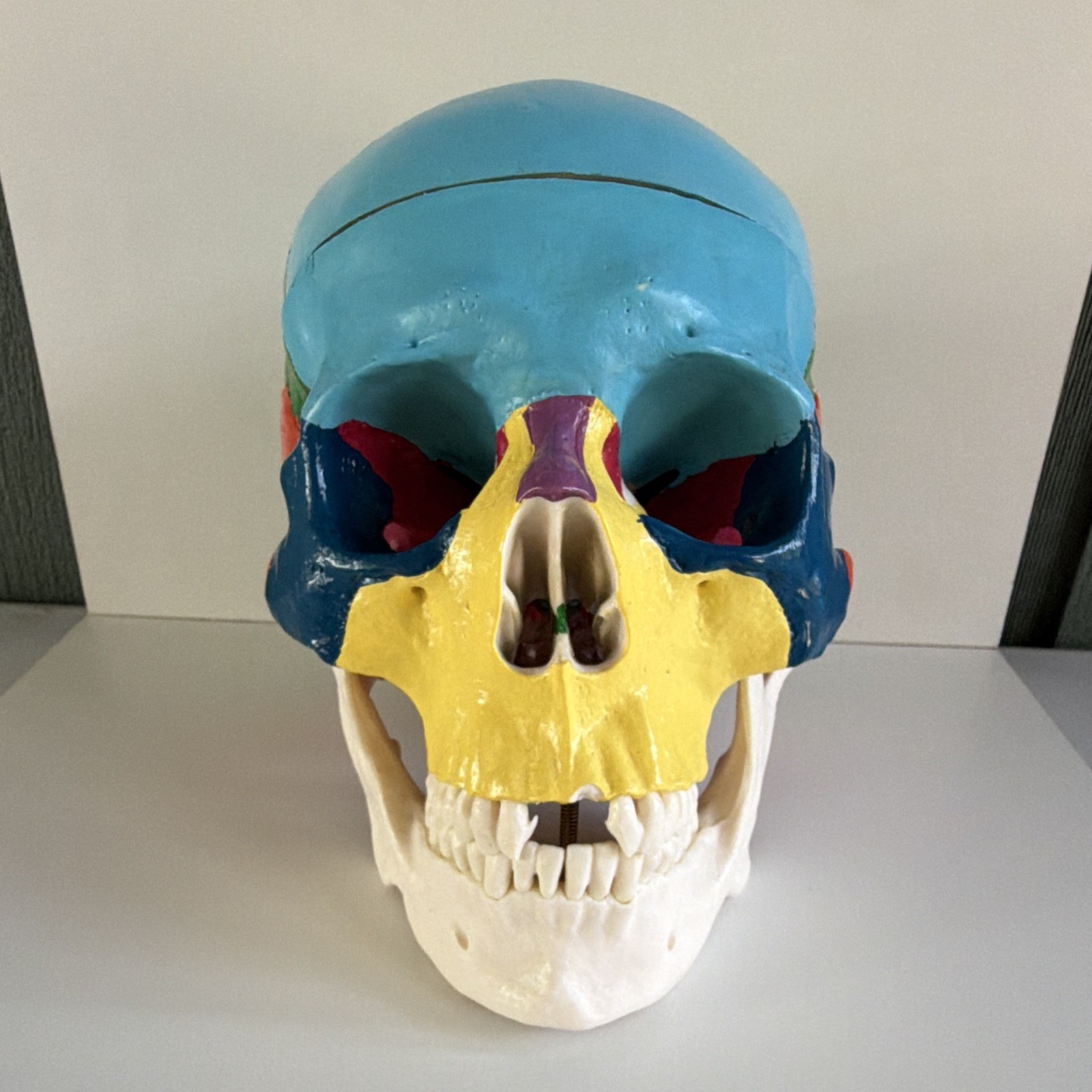 Life Size Colorful Human Skull Model Anatomical Anatomy Medical Teach Skeleton