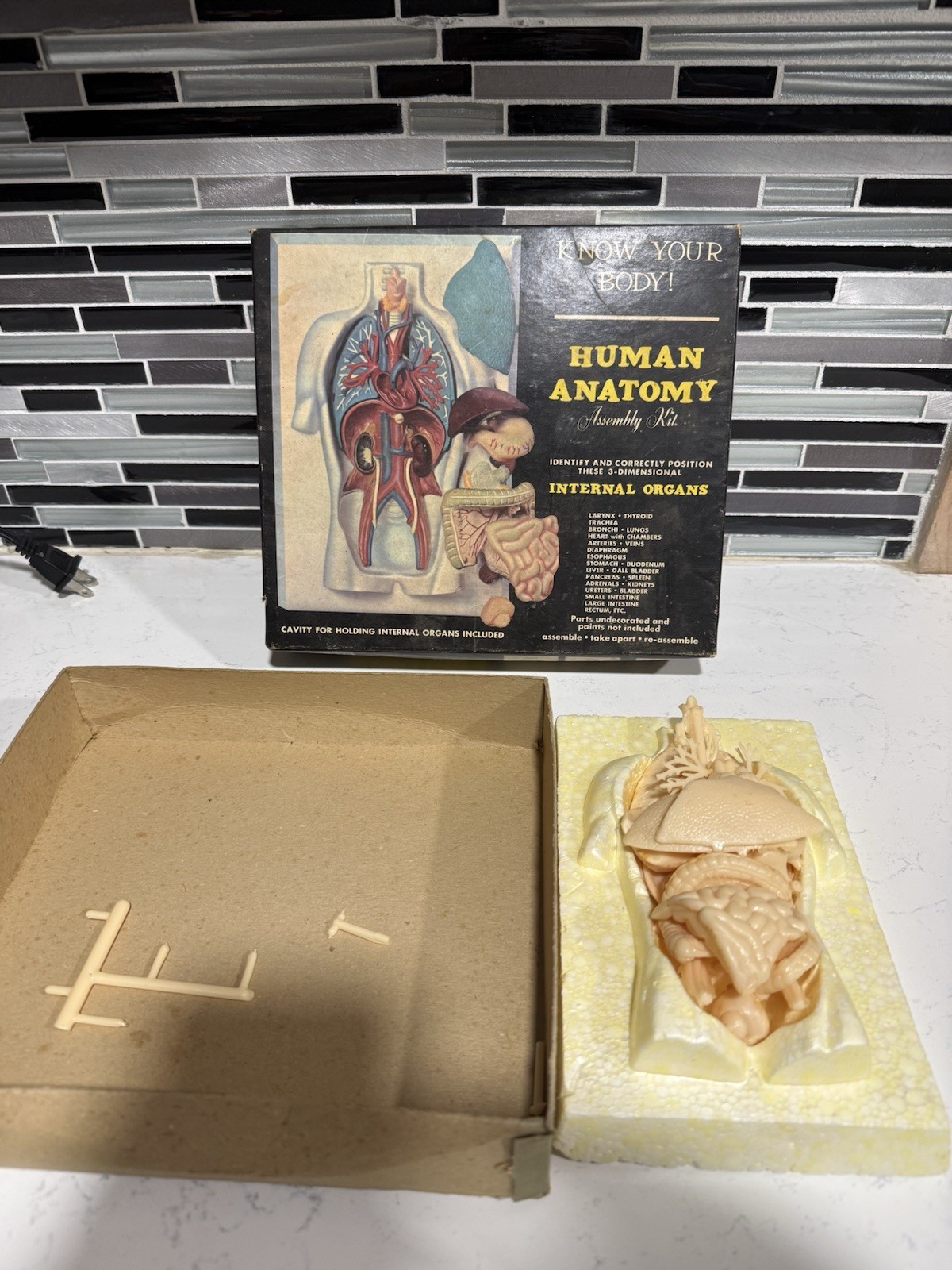 Vintage Human Anatomy Assembly Kit Internal Organs Medical Science Model Toy Box