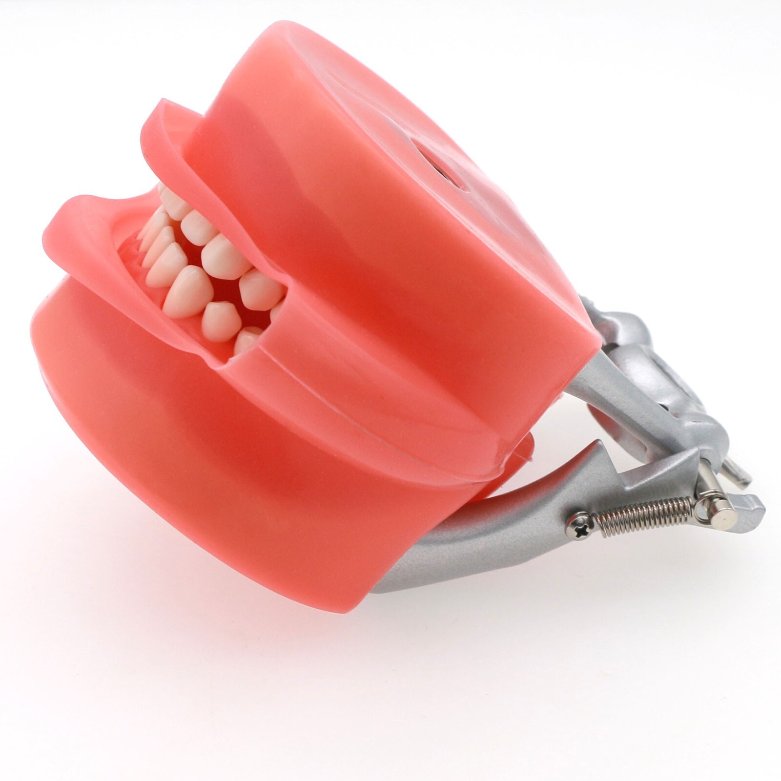 Fit Kilgore NISSIN 200Type Model Dental Typodont Model With 32Pcs Screw-in Teeth