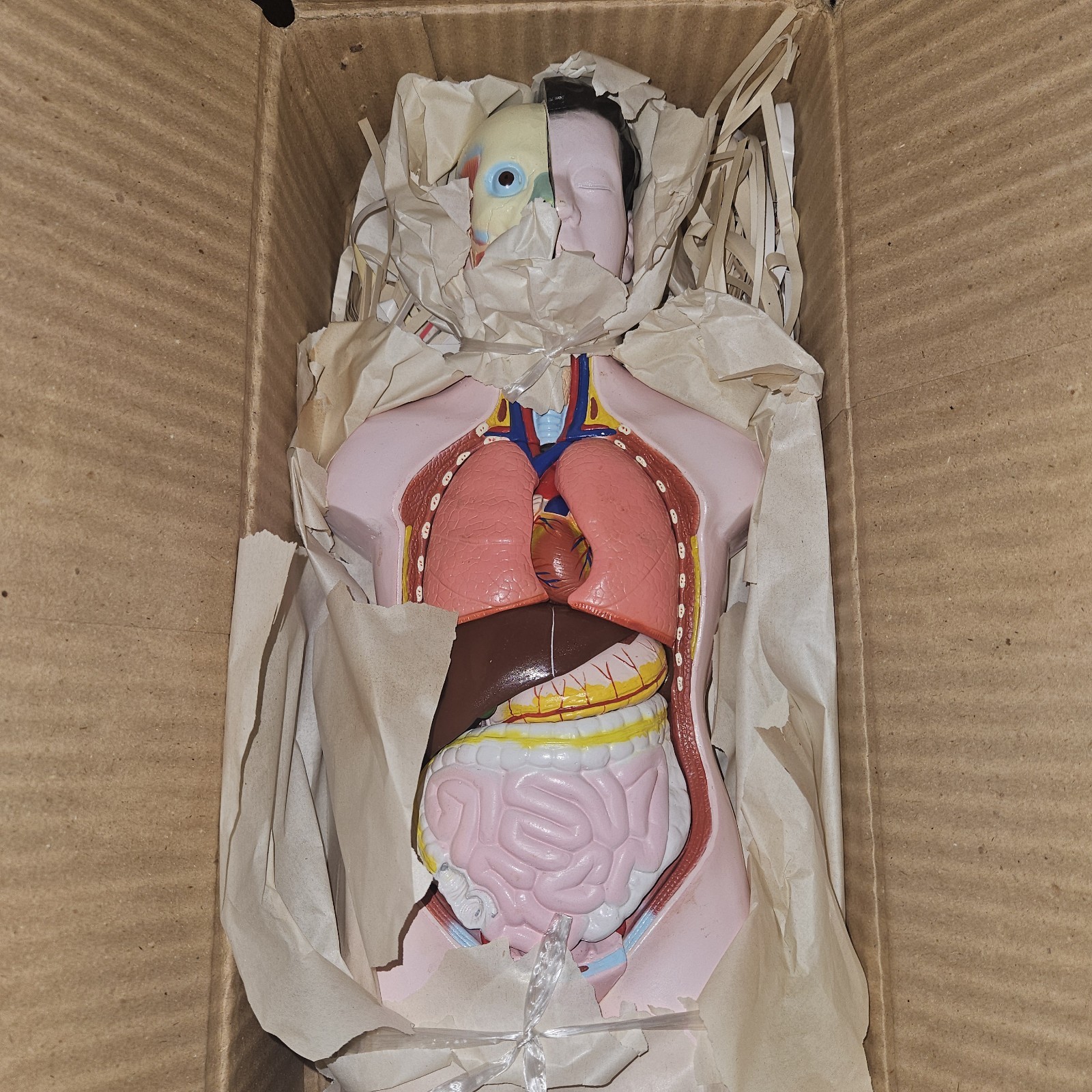 3-D Human MALE Anatomical Model Latge 42cm Doctor’s Office Teaching Anatomy Doll