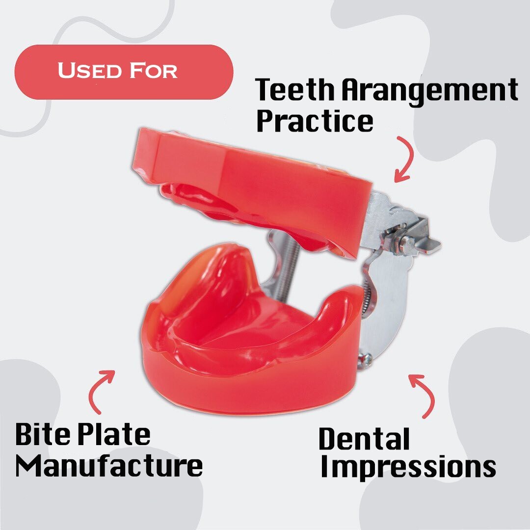 Dental Typodont Edentulous Model for Bite Plate & Impression Practice – Hard Gum