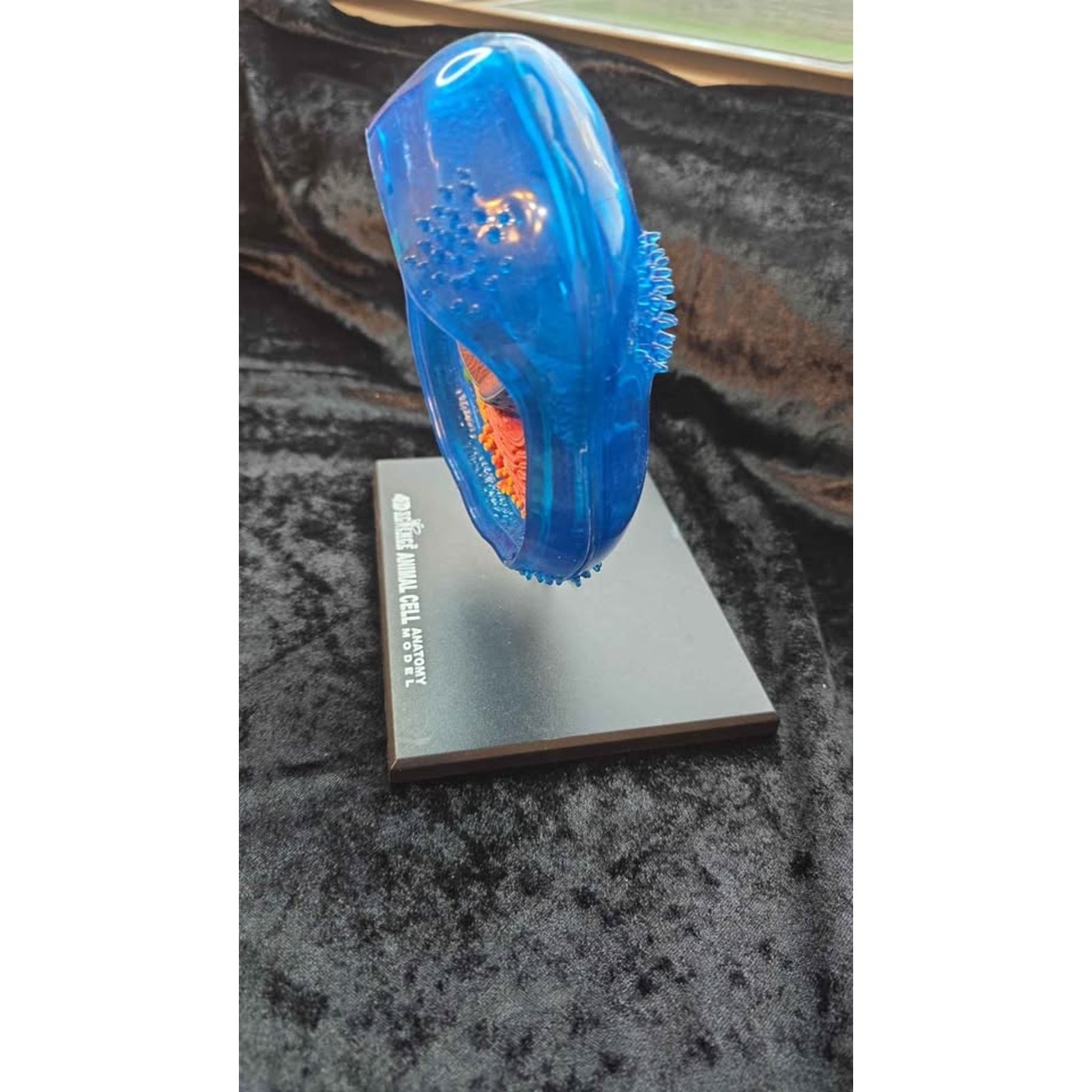 4D Science Animal Cell Anatomy Model – Blue Educational Display (No Box) – OBO