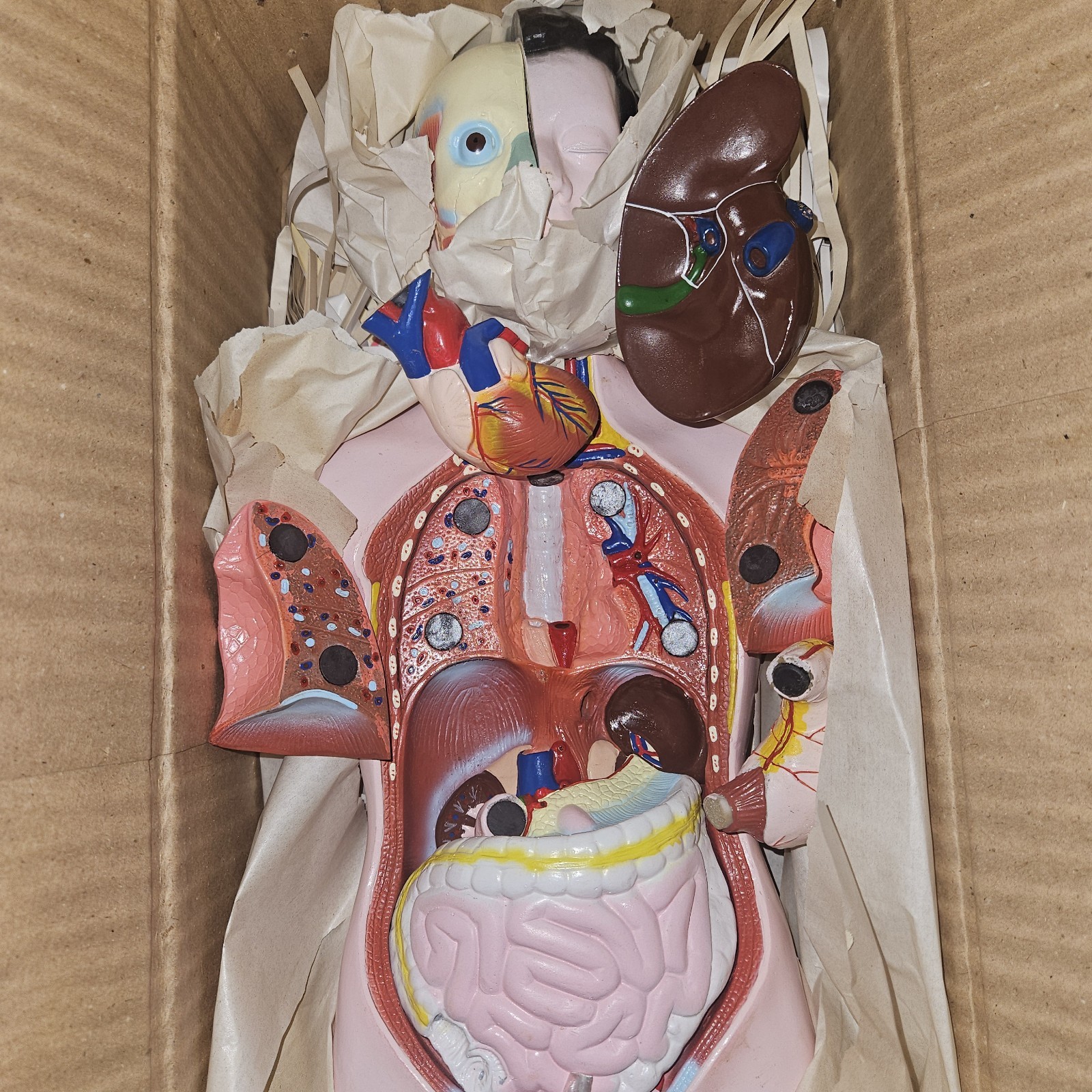 3-D Human MALE Anatomical Model Latge 42cm Doctor’s Office Teaching Anatomy Doll