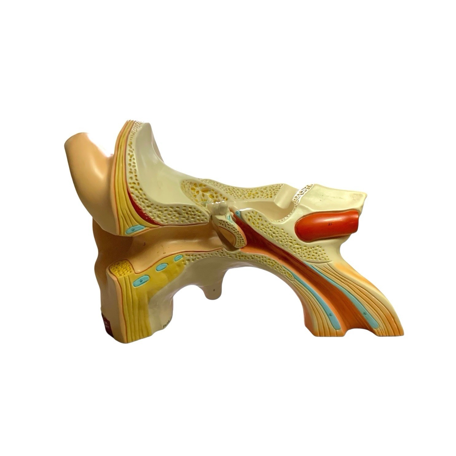 Ear Anatomy Model Signed Dated 1988 Science Medical Decor