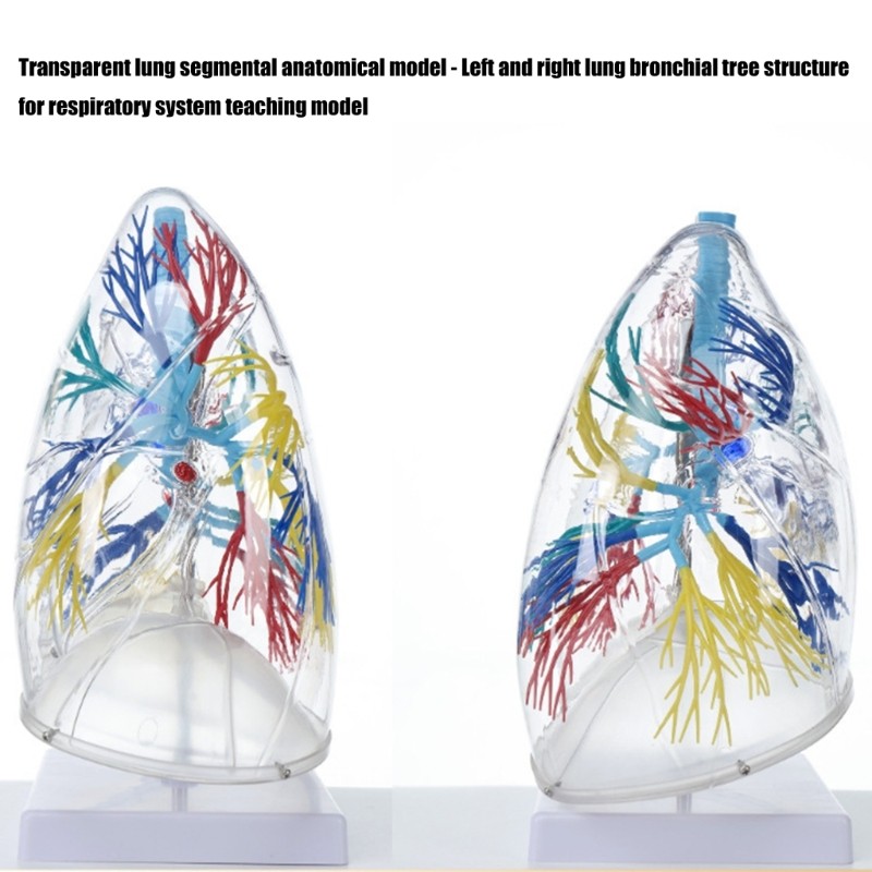 Life Size Anatomical Lung Respiratory System Model Education Tool for Teaching