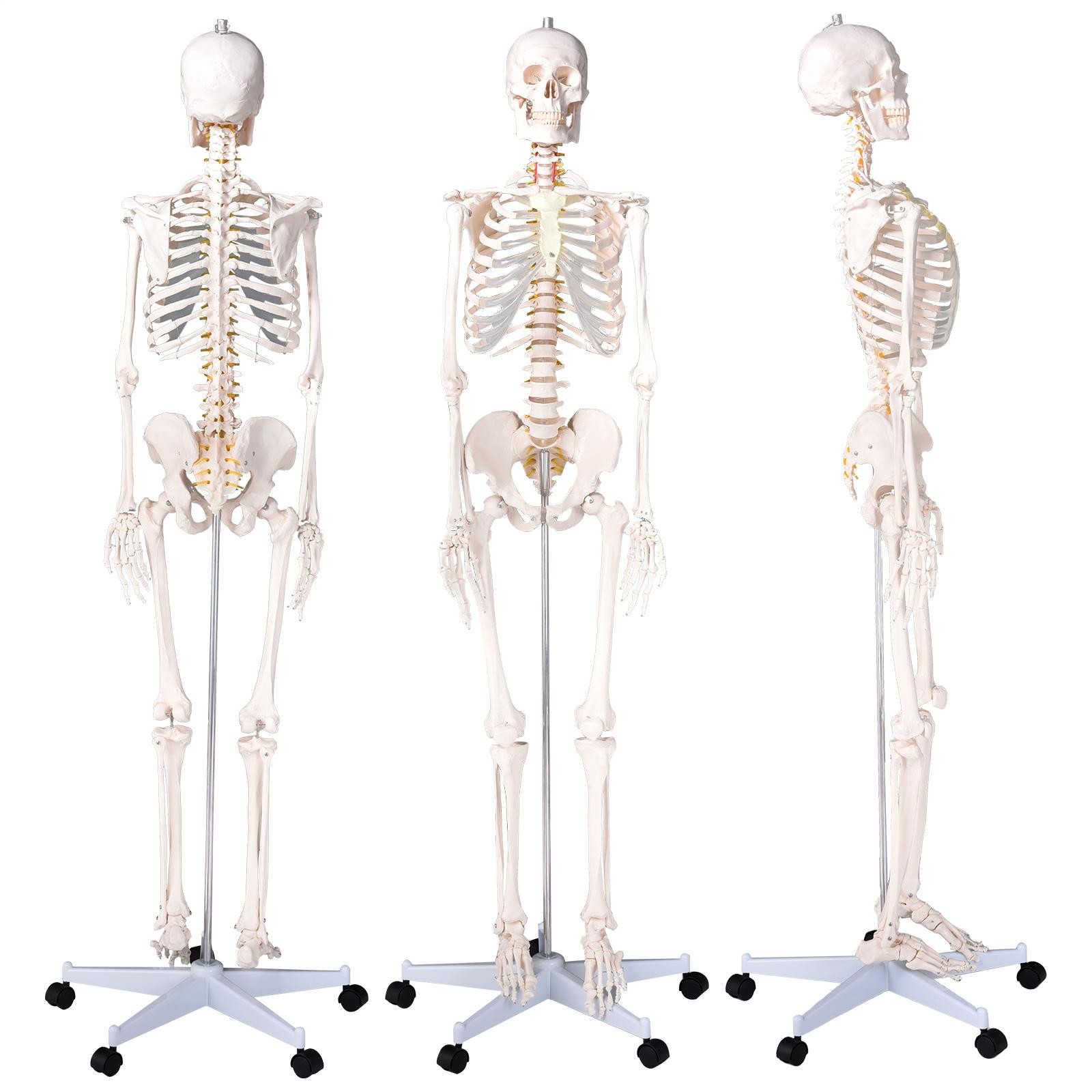 70″ Life-size Skeleton Model Human Anatomy Medical Students W/Rolling Stand