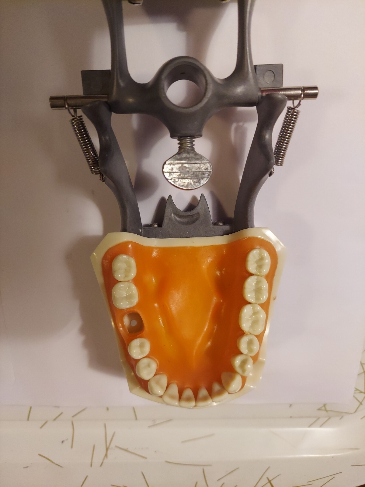 Halloween ? Dental Typodont Model with Removable Teeth R861/R862 (READ)