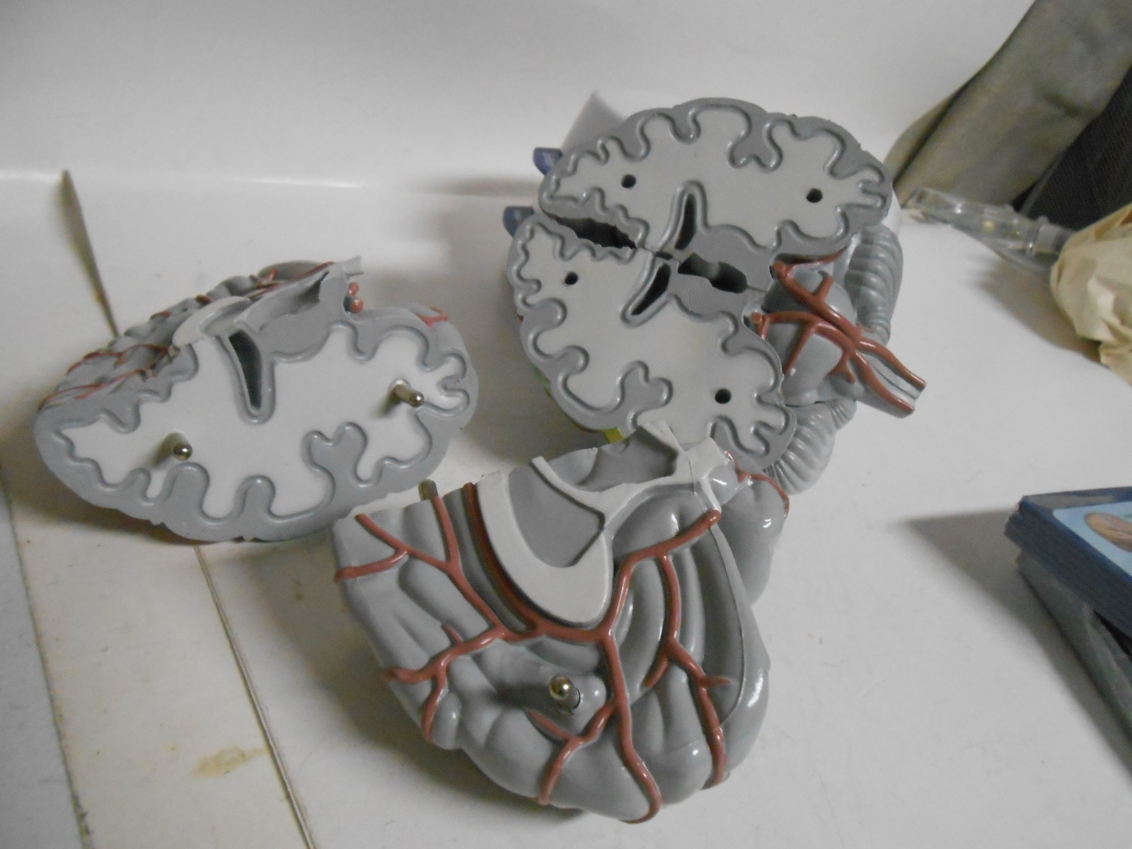 Human Brain Model Medical Doctor Office Display Teaching Education Study Science