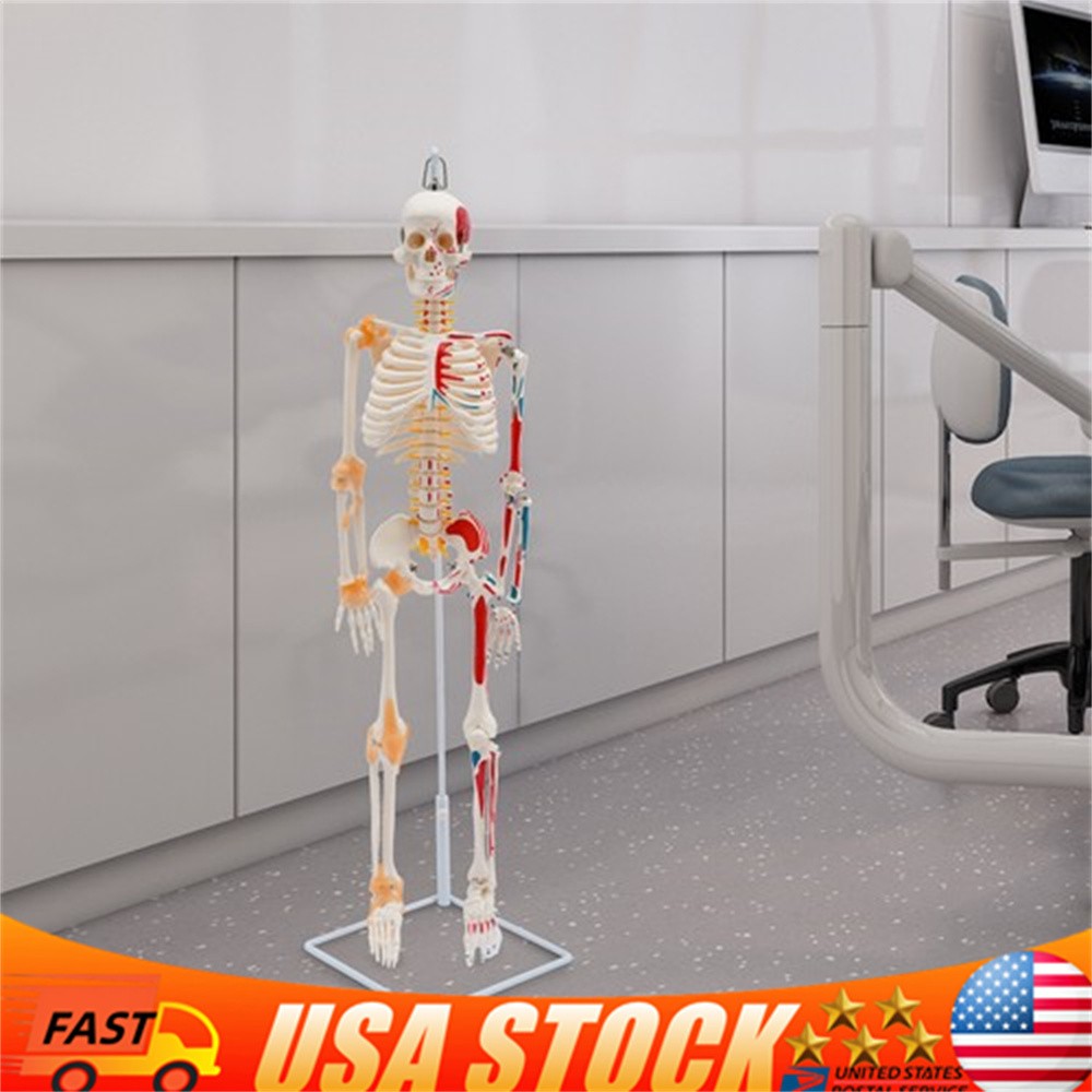 34″ Half Life Size Human Skeleton Model For Doctors’ Office or Anatomy Classroom