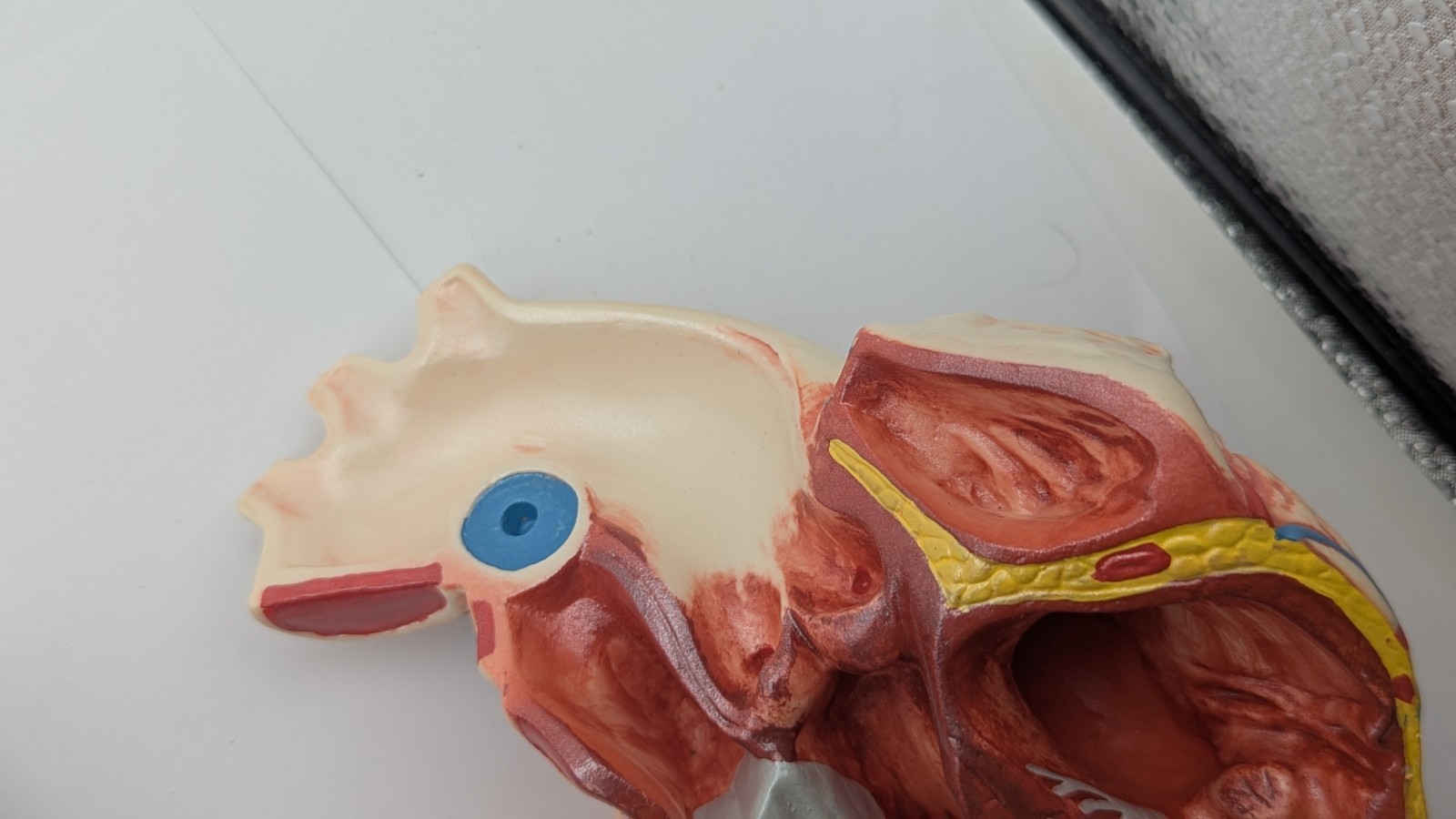 Vintage Human Heart Anatomical Model Stewart Pharmaceutical 1960’s DISPLAY
