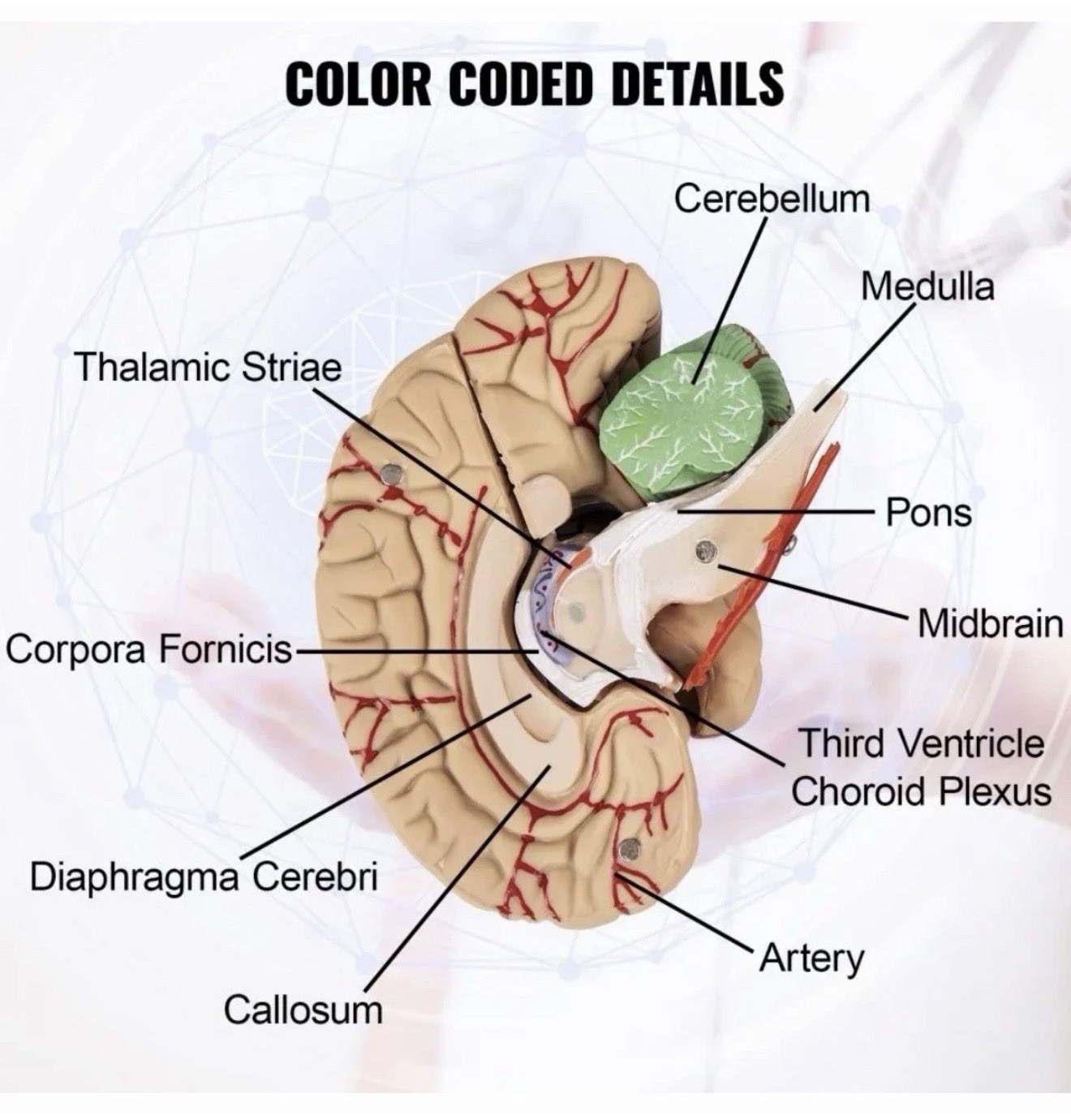 Human Brain Model Anatomical Anatomy Medical Teaching Education Study Science