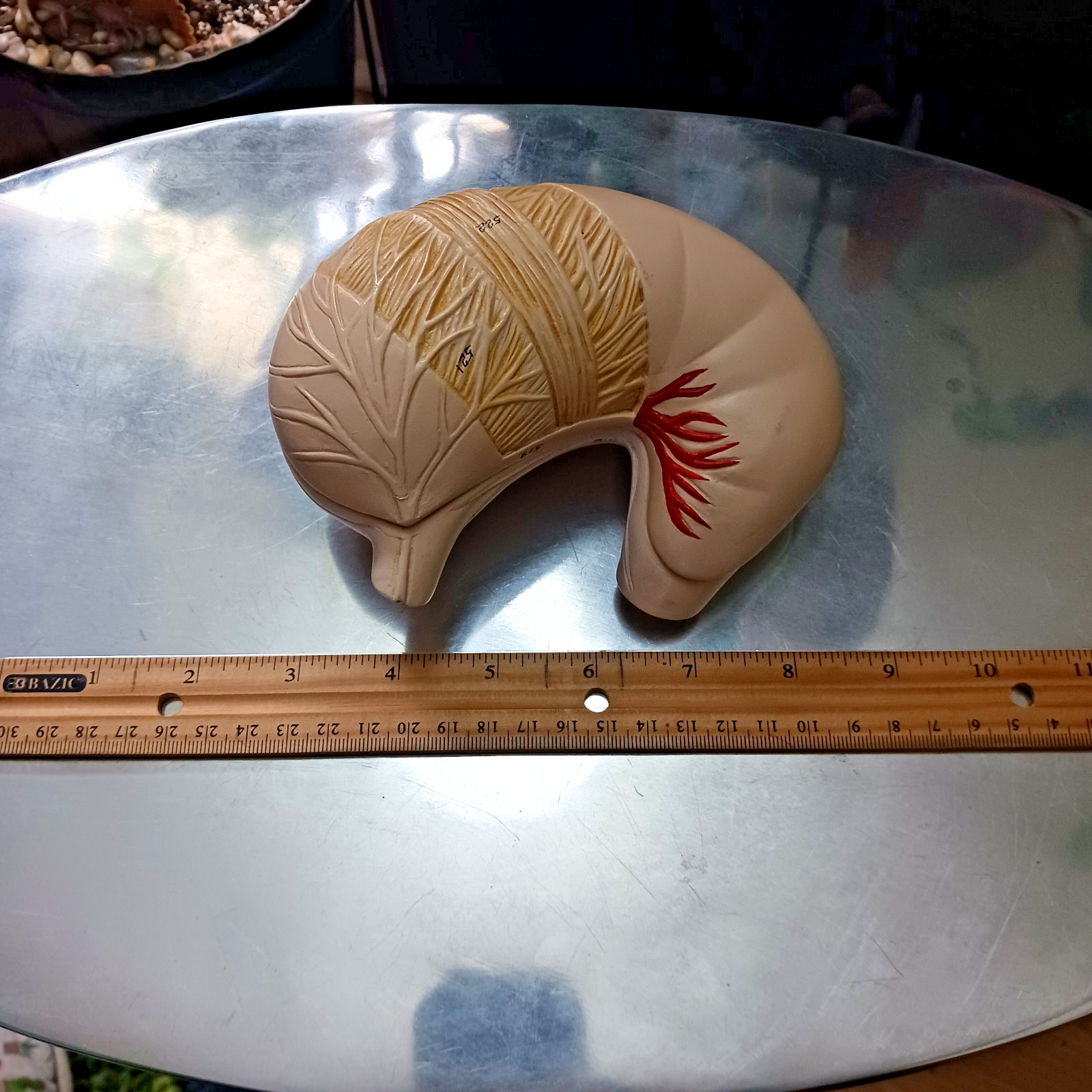 Vintage Human Stomach Anatomy Digestive System Model Medical Science